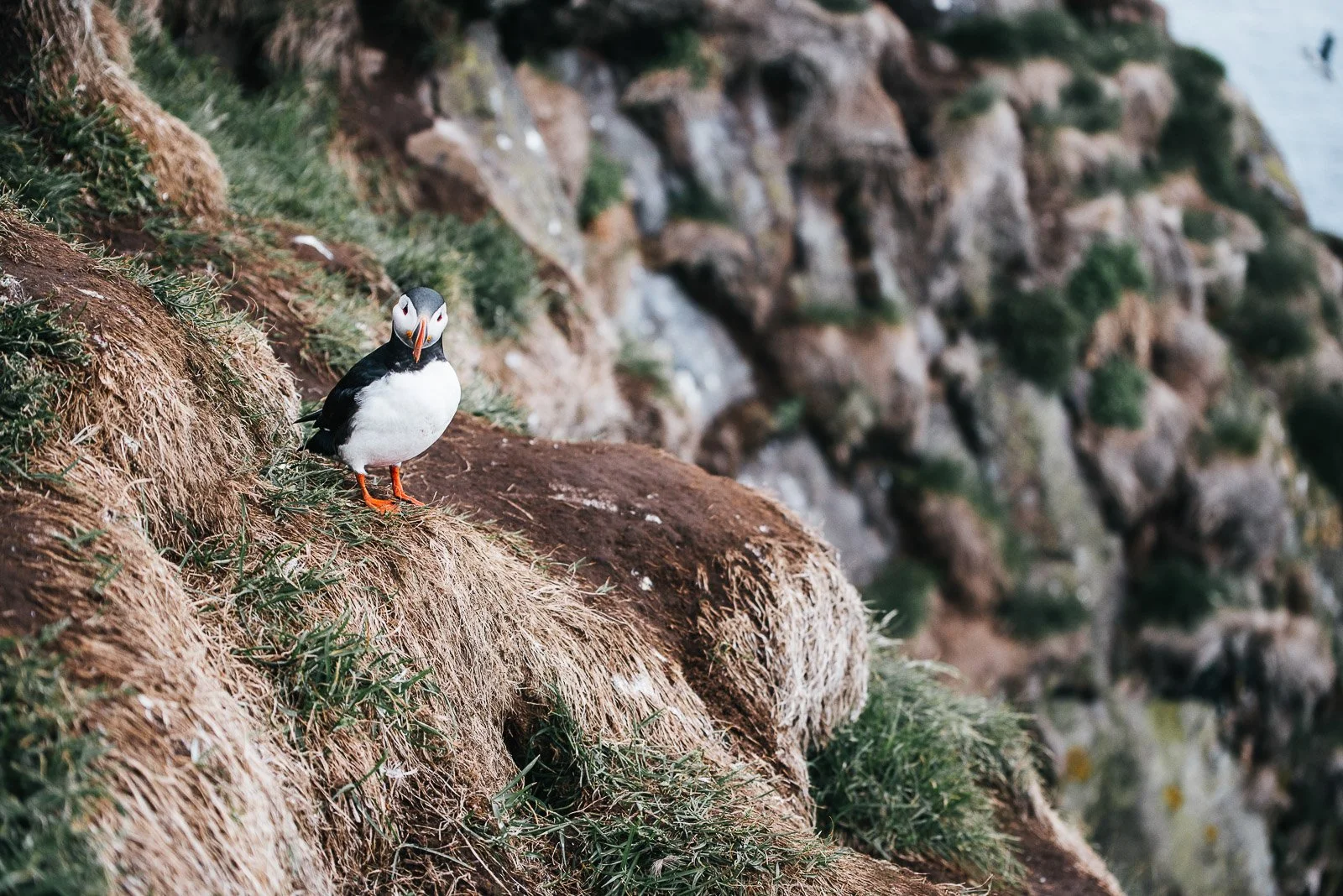 Atlantic puffin standing on a grassy cliff in Iceland with rocky cliffs blurred in the background.