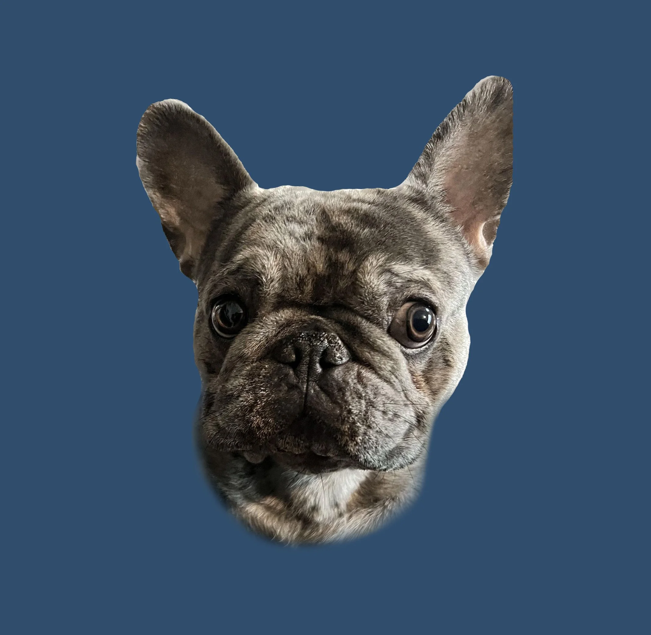 gray french bulldog head with eyes looking to the right with a blue background