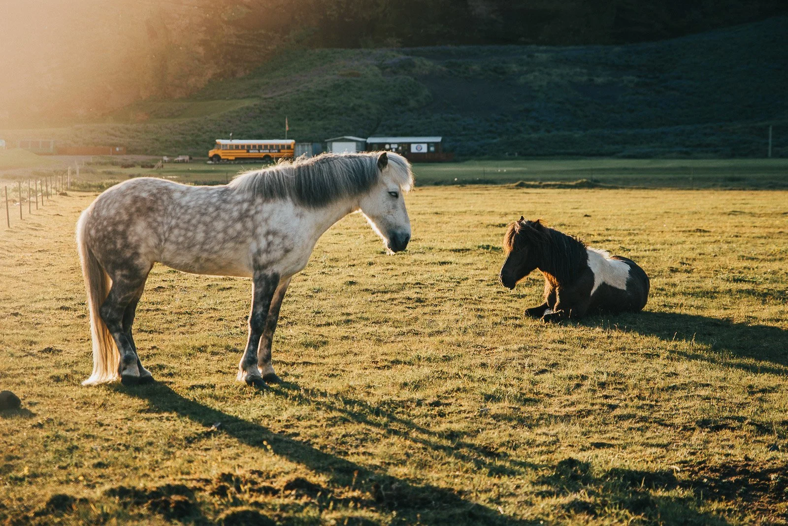 Two horses in a grassy field in Iceland during golden hour, with one standing and one resting on the ground.