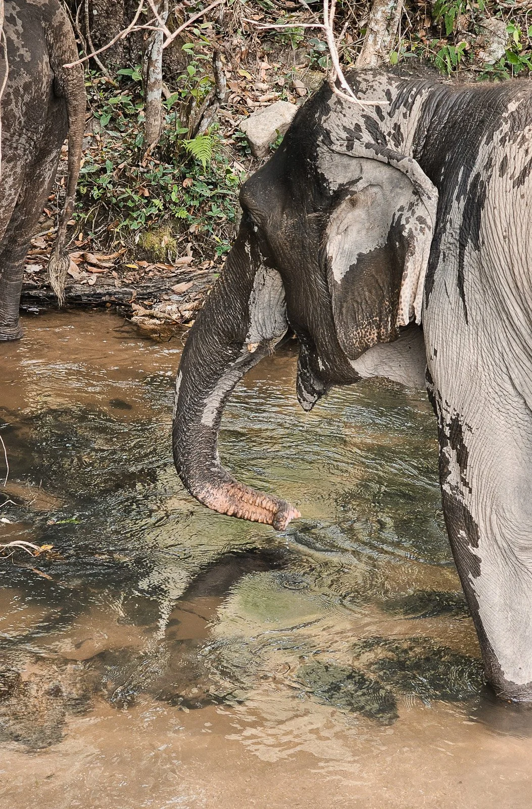 Elephants standing in a shallow stream surrounded by forest in Thailand.