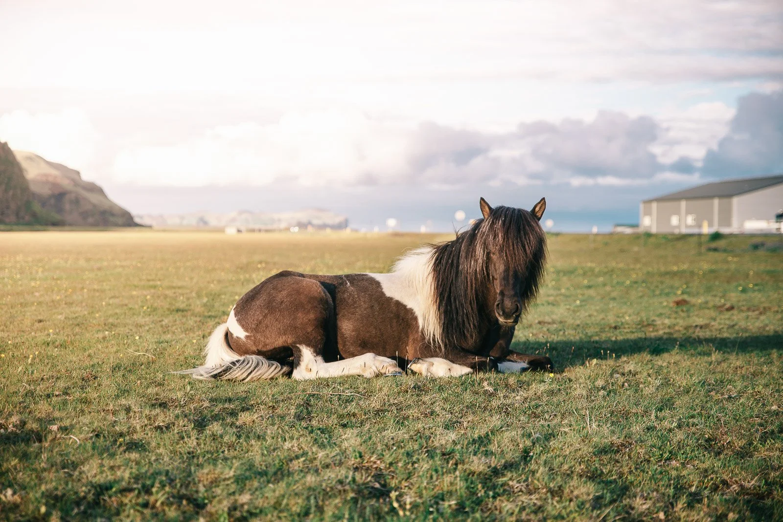 Icelandic horse resting in a grassy field with mountains in the distance