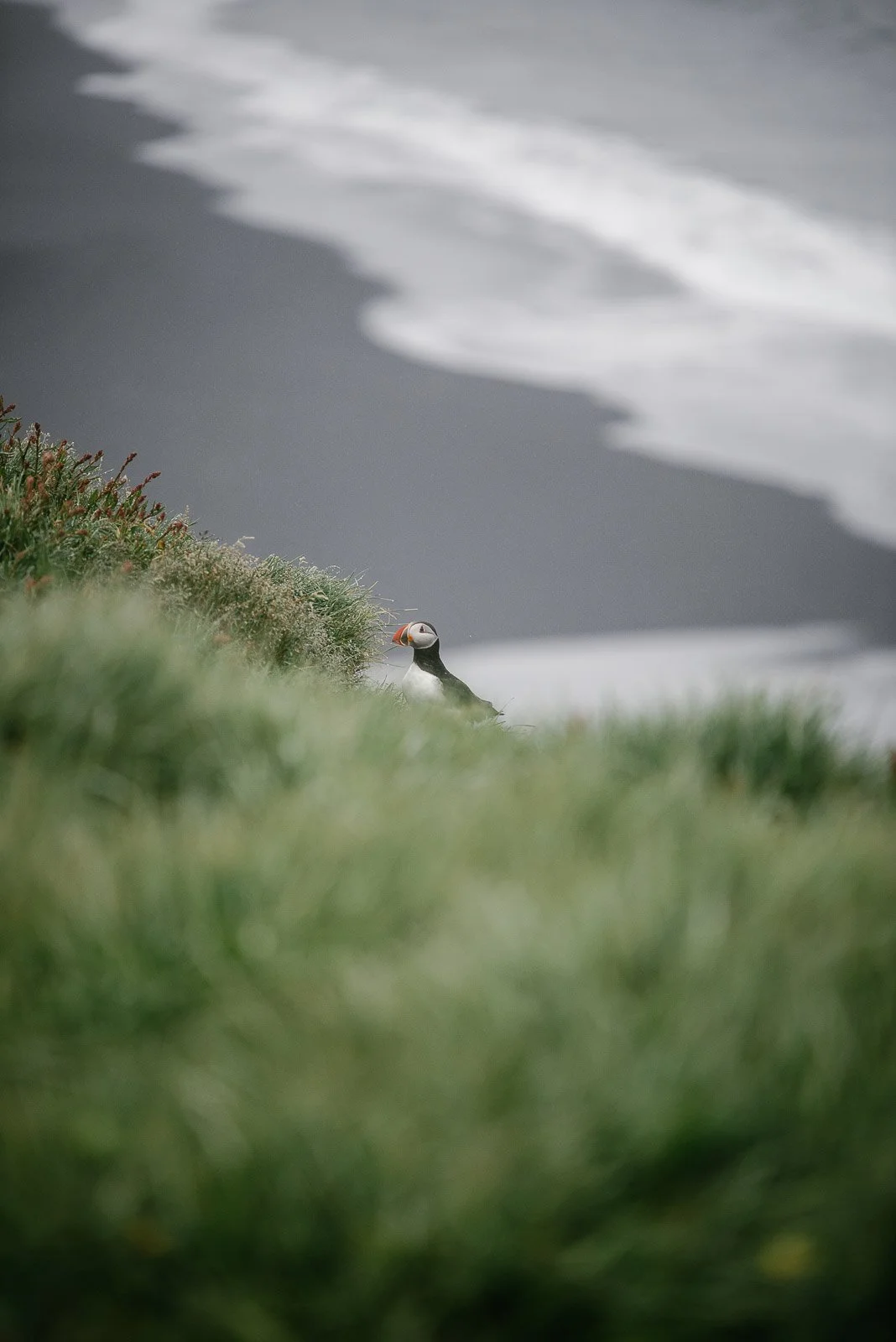 Atlantic puffin standing in grass above the coast at Dyrhólaey, Iceland