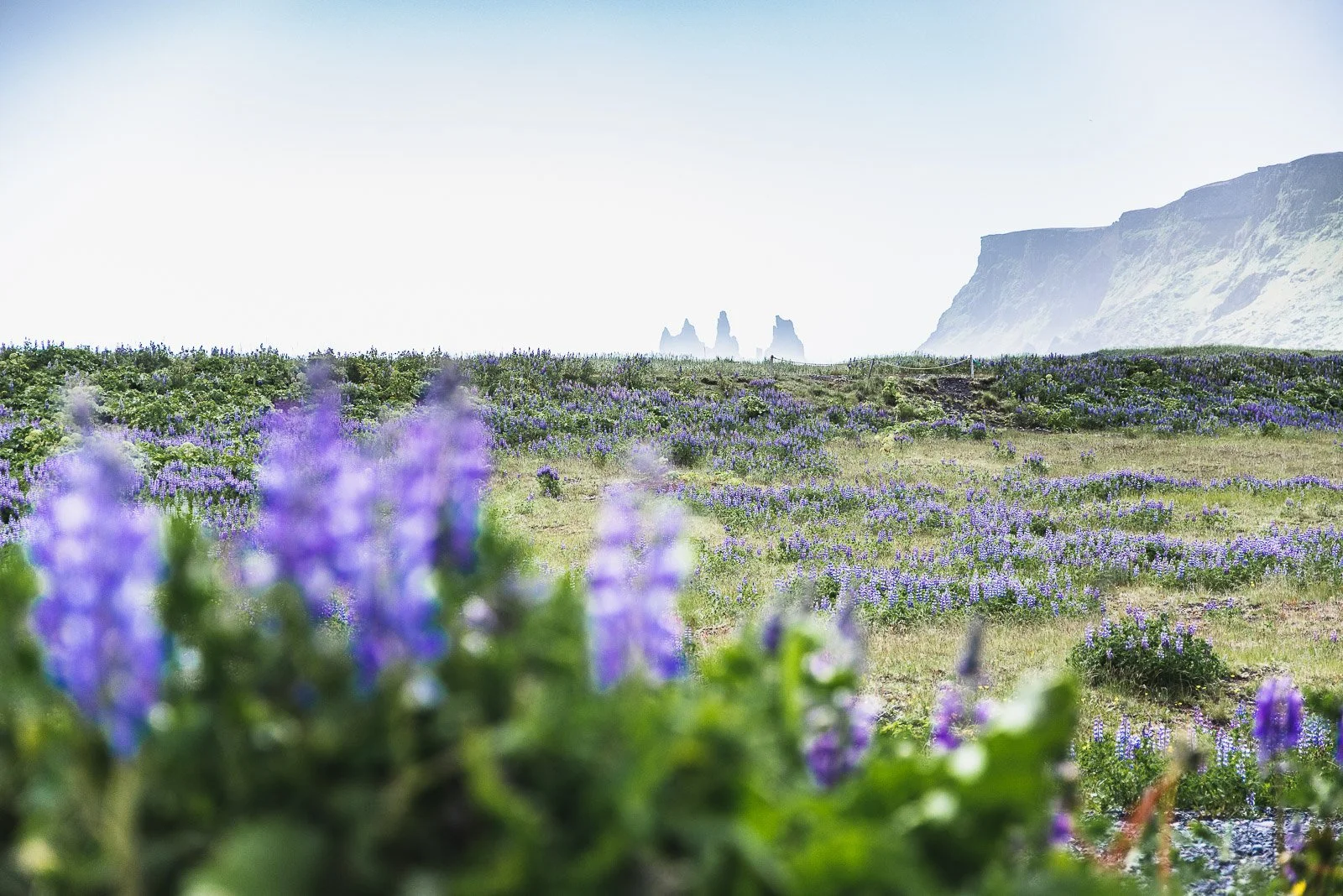 Purple lupine flowers in a field near Vík, Iceland with coastal cliffs and sea stacks in the distance