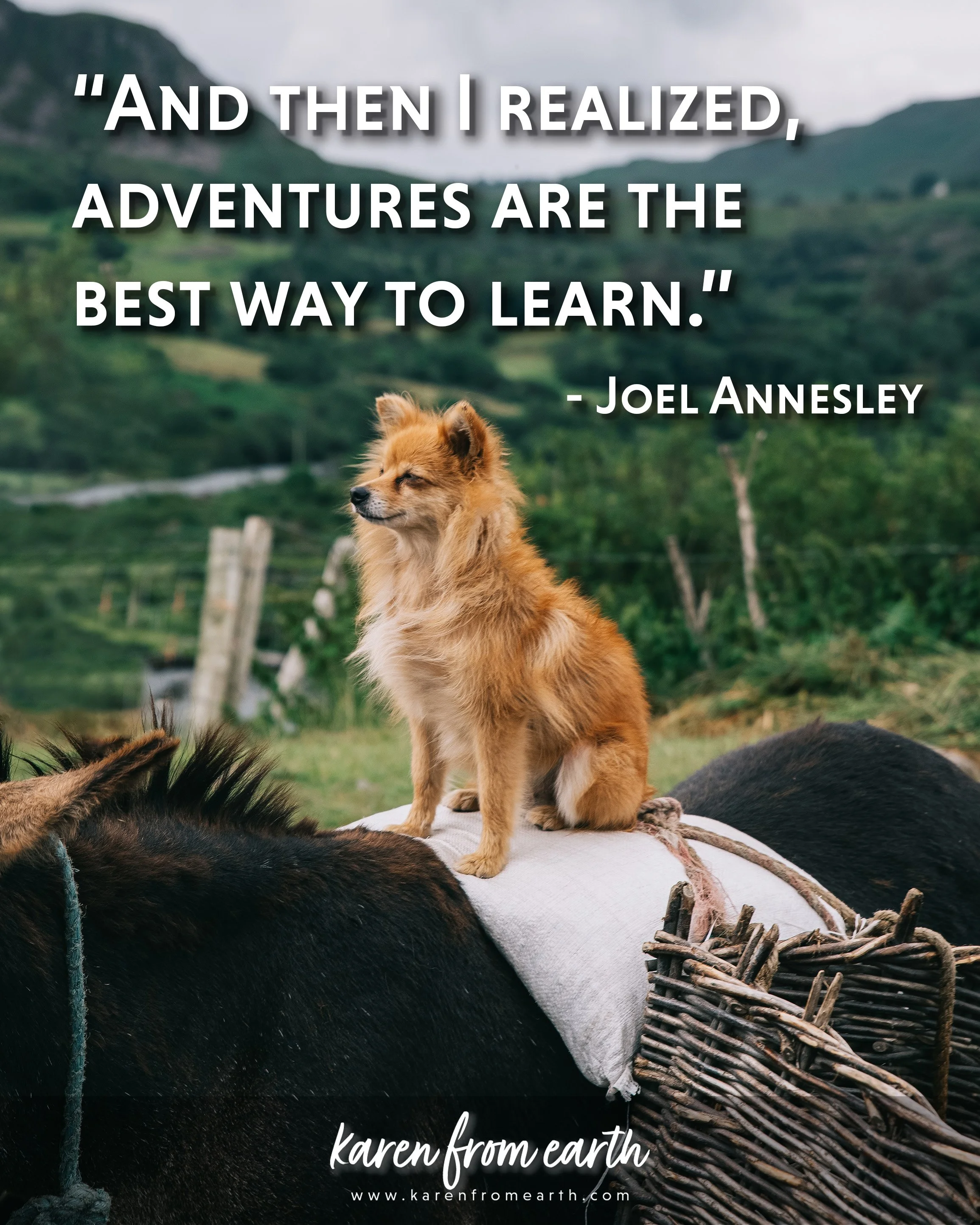 Inspirational adventure quote over a photograph of a small tan dog sitting on a pack animal in a green mountain landscape.