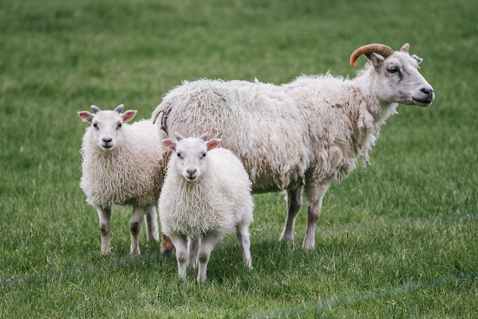 Icelandic sheep and two lambs standing in a green field