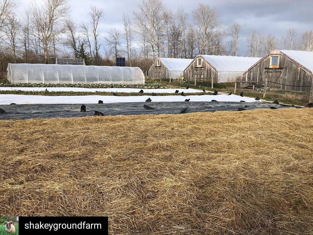 Reposted from @shakeygroundfarm 💚🍃🌱
Tucking in the soil. Protecting it in any way that we can. Bare soil is subject to erosion and biological emigration. Our favorite way to keep the soil protected through the winter is with the use of cover crops