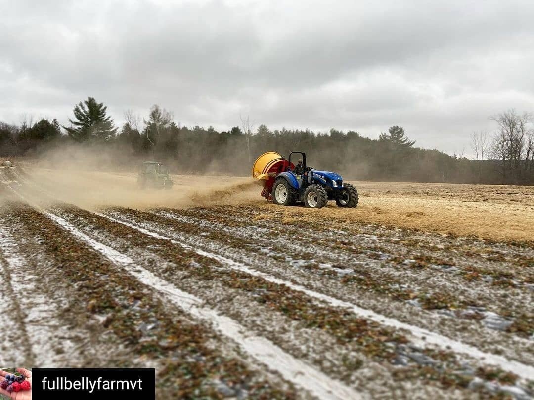 Reposted from @fullbellyfarmvt
🍓🍓🍓
Stephen was really putting the &lsquo;straw&rsquo; in strawberries today 🌟 This thick layer of shredded rye protects the strawberry plants from the extremes of winter and keep weeds down in the spring. Only 6ish