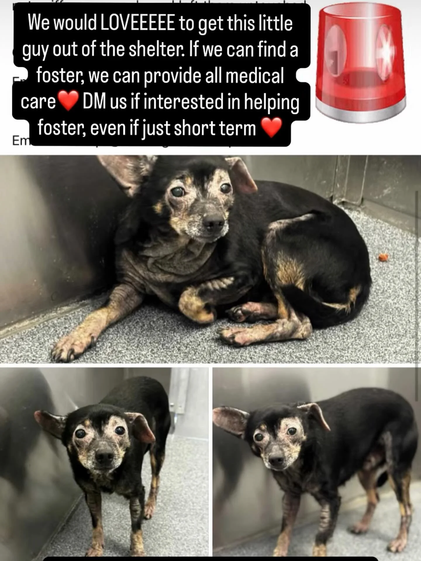 4 year old 13 lb pup is currently needed out of the shelter by the 8th!! If someone could foster, even just for 2 weeks, it would mean we could save another life❤️ Skin medical cases are the most rewarding and I’d love to see how this guy could