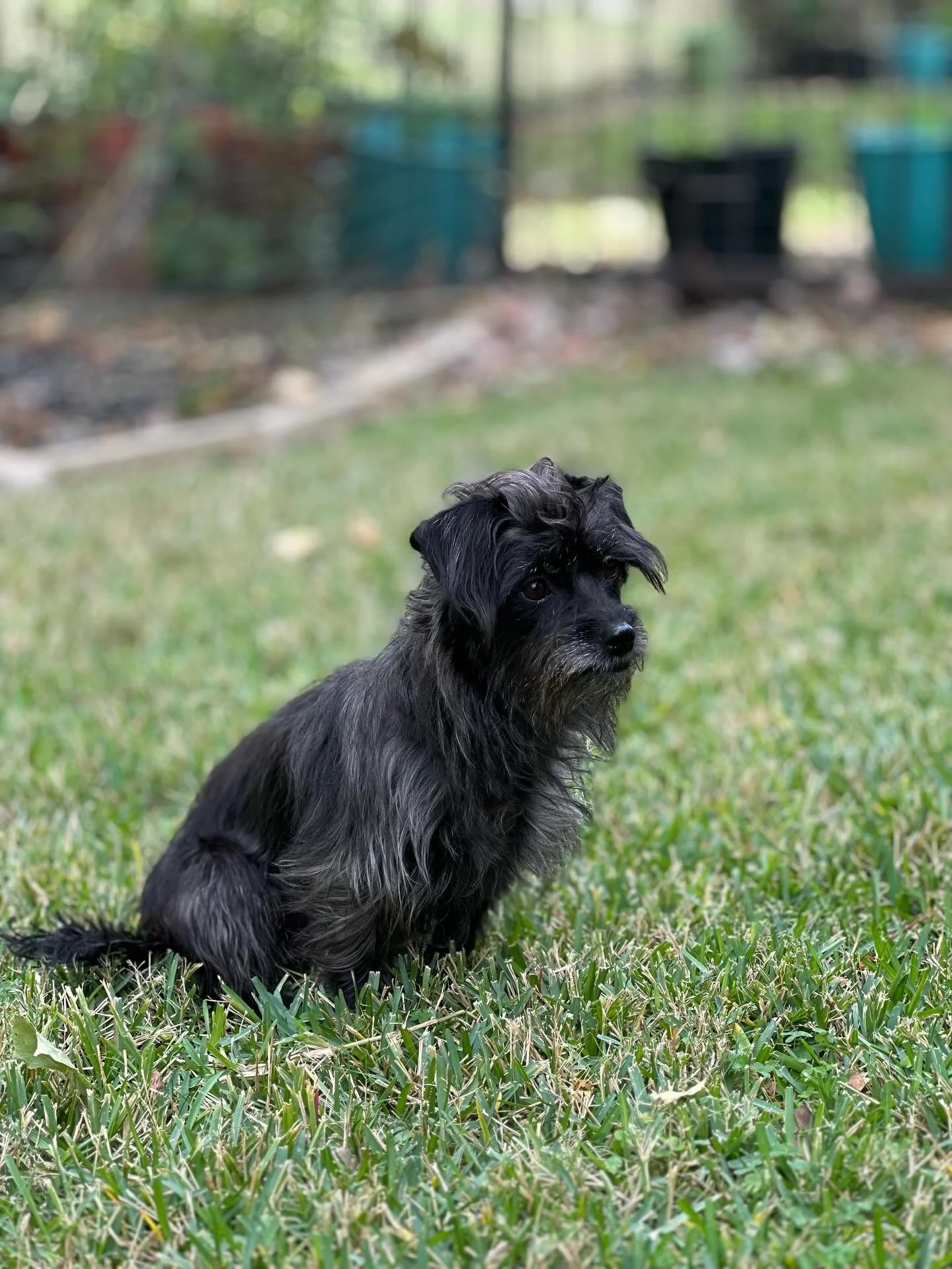 We may have fallen behind on our #tranformationtuesday but we’re back baby!!!! Next up - Elpheba (previously Pepper)❤️ She came to us as recue #36 and was heartworm positive, and now she’s living her best life with a wonderful family🥹❤️