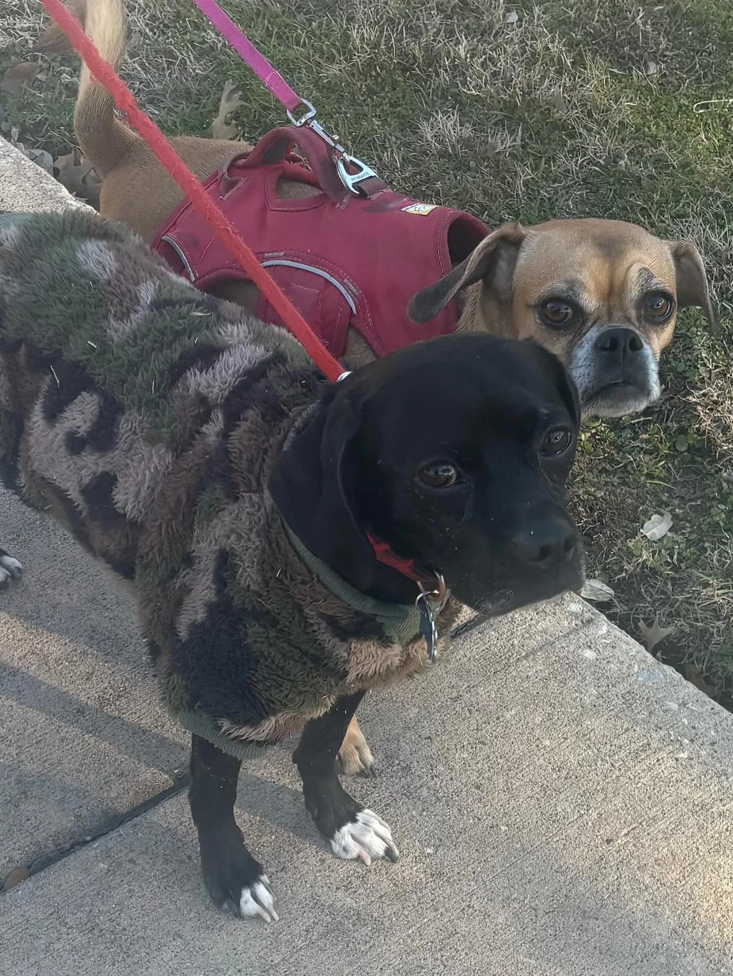 Up next on our #transformationtuesday - Buddy!! He also came to us heartworm positive and was rescue #55 for us :) He lives with his new BFF and this is what his family had to say about him🥹 - “Buddy has brought so much joy in our lives. He lo