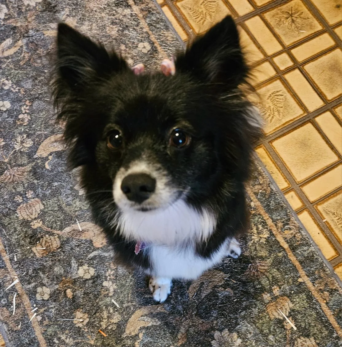 Another #transformationtuesday - Flower🌸 She came to us with a baby that didn’t make it. It was super traumatic for everyone involved but she never lost her trust of people and continued loving us from the very beginning. She now lives a pampe