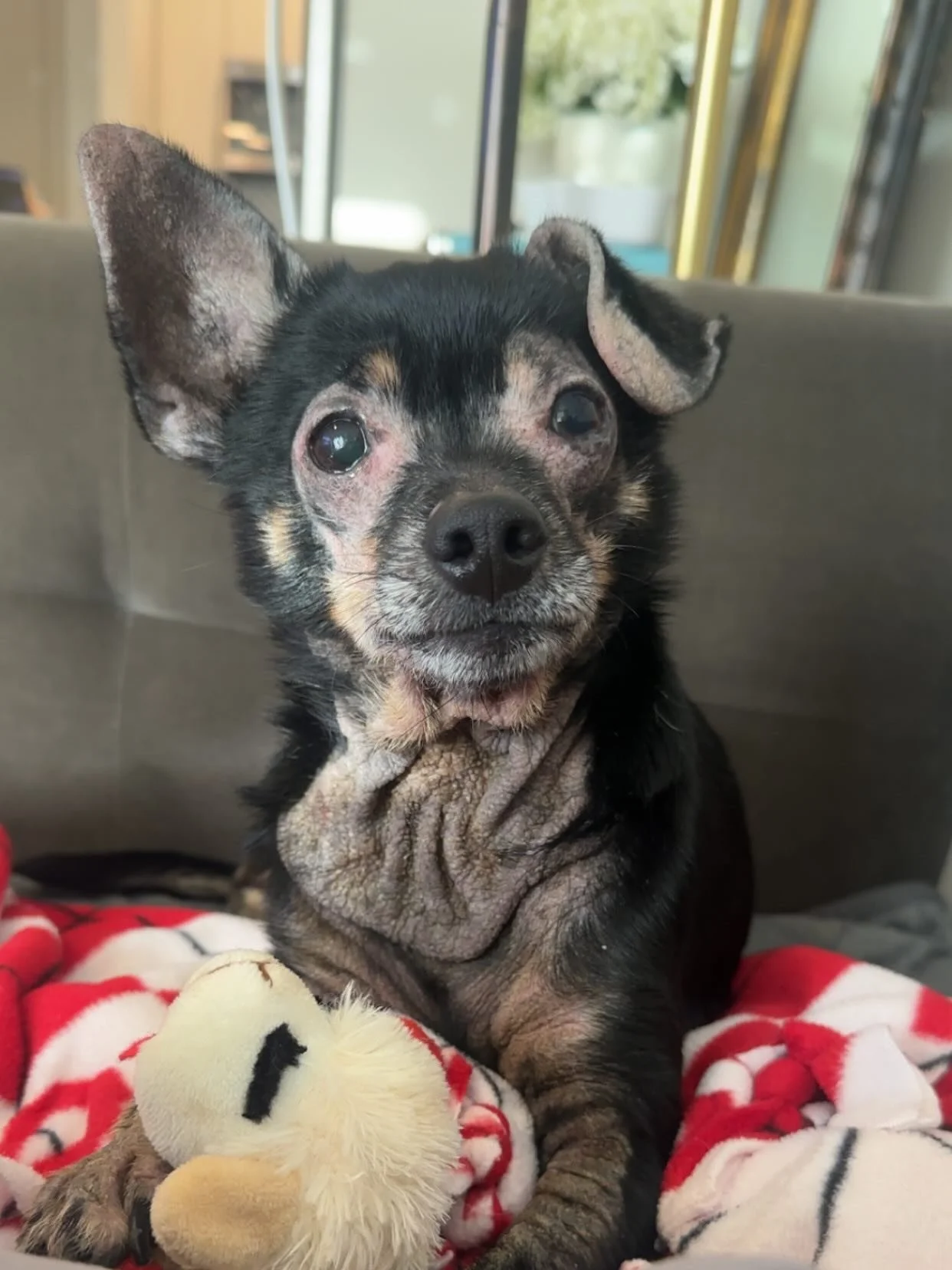 Remi update❤️❤️ He has been in his foster home for almost two weeks and just look at how much better his skin already is!! He has the most amazing foster who is doing frequent bathing and treating his ear infections as well. We are officially opening