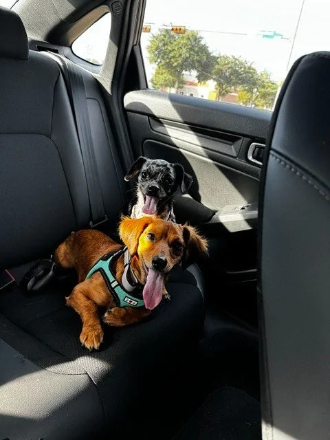 Another #transformationtuesday - Buddy (previously Harlow). He came to us hairless and with a super bad skin infection (swipe to last slide to see!). His family said the sweetest things about him🥹 - “A day for buddy is spent playing with his s