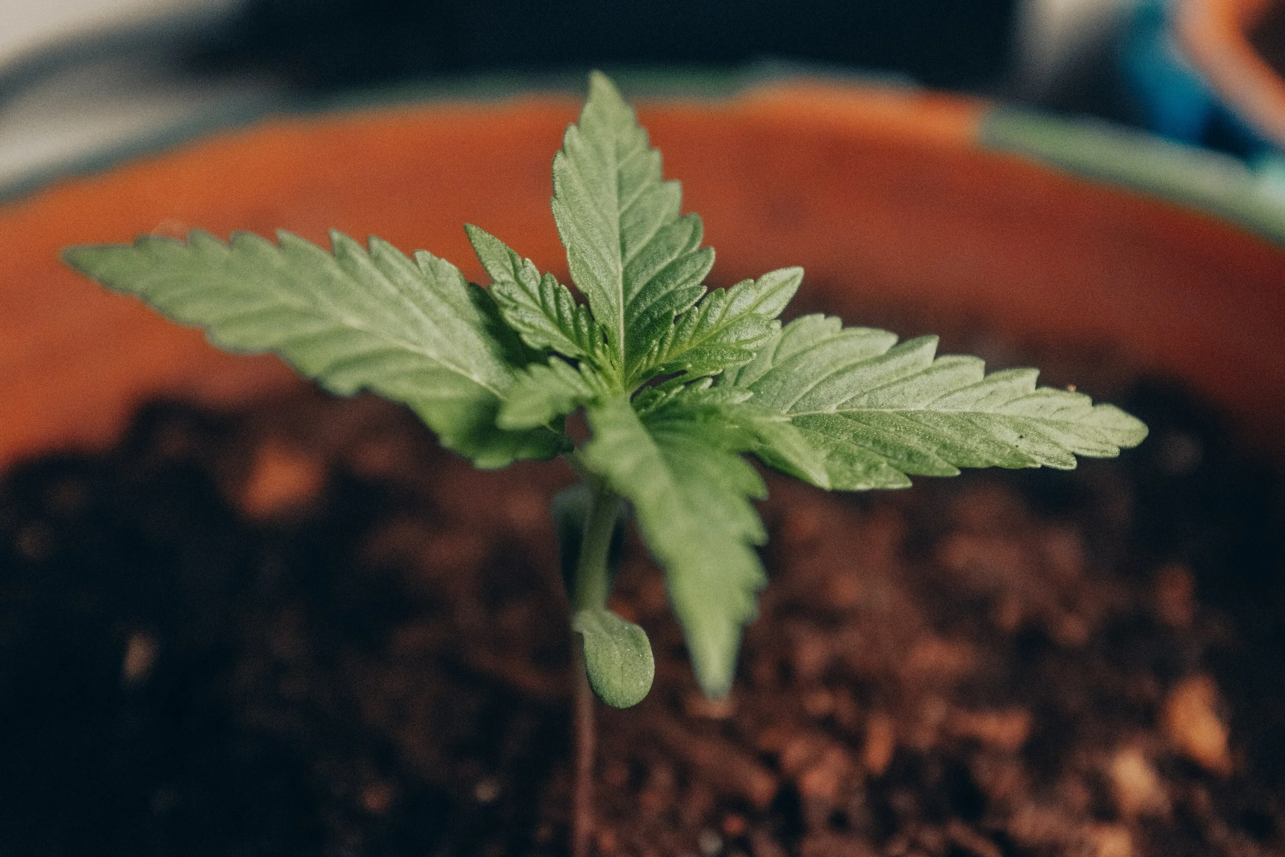 Alsum Organics, LLC