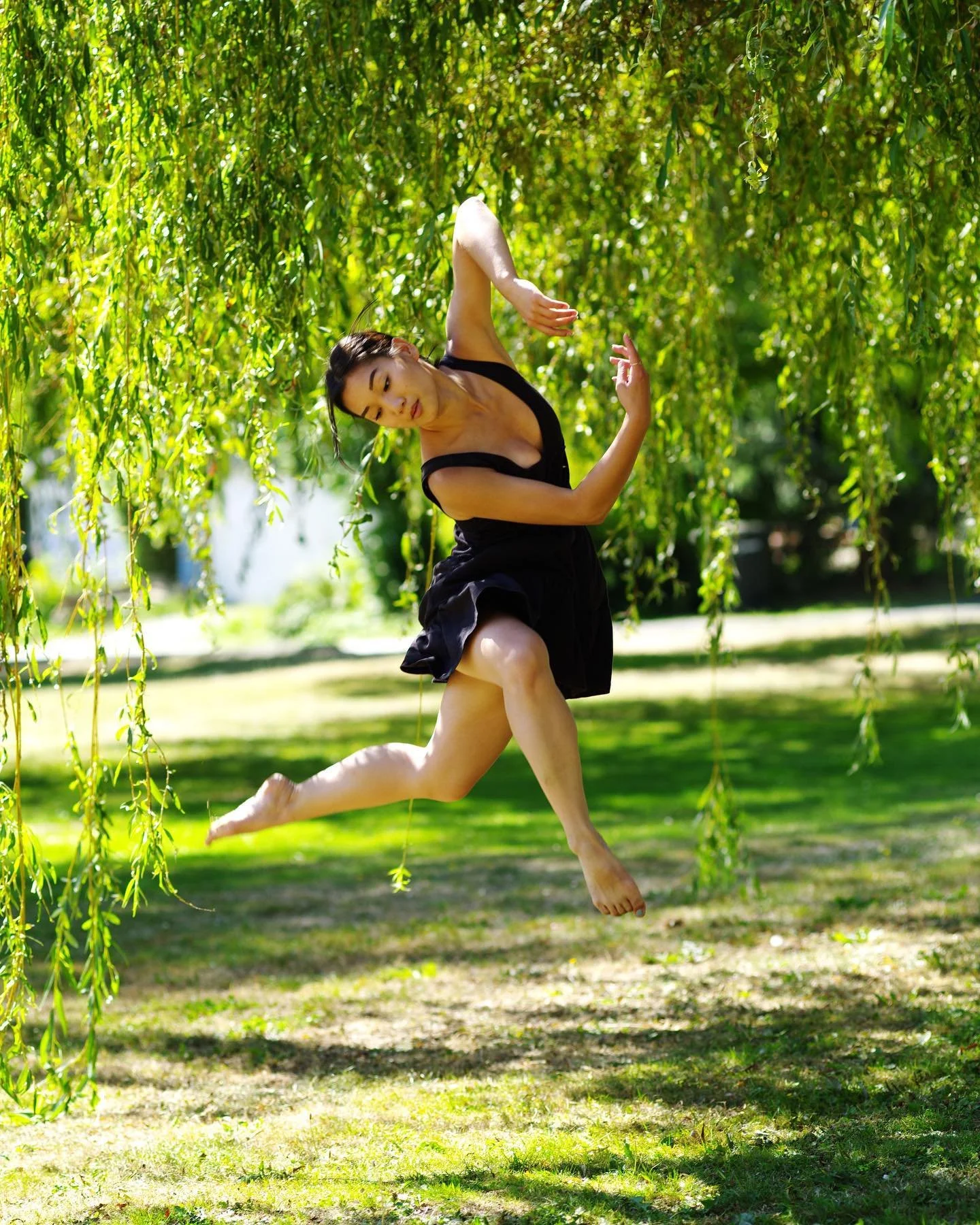 Pacific Willow (Salix lucida ssp. Lasiandra)

Just finding inspiration again. 
Thank you to my beautiful friend Yvonne. @whydontchewdance