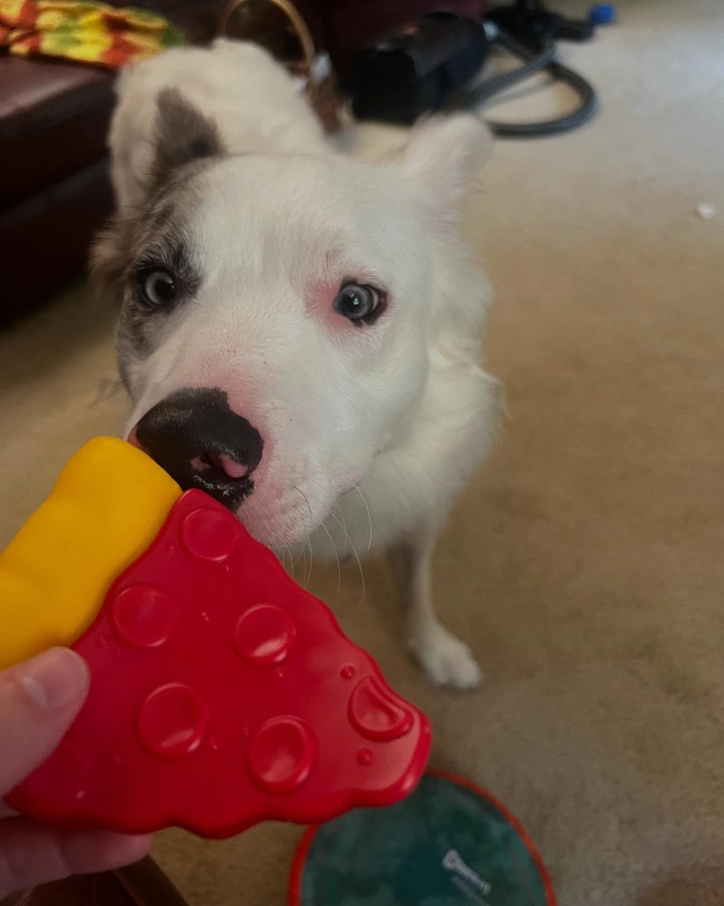 Relaxing with pizza and @drbonesbc after rehearsal and other work.