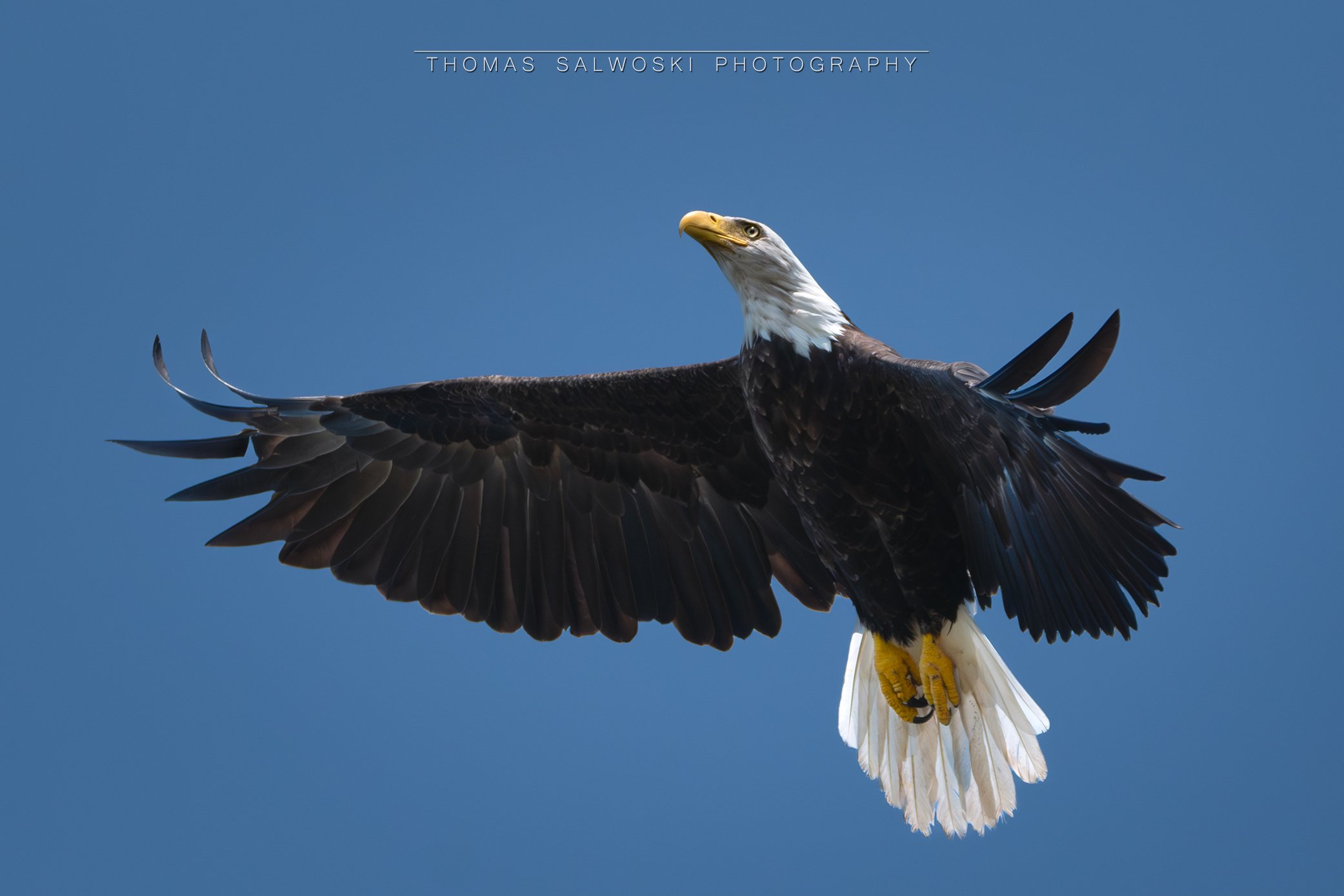 Wings of Freedom: Eagle Soaring High