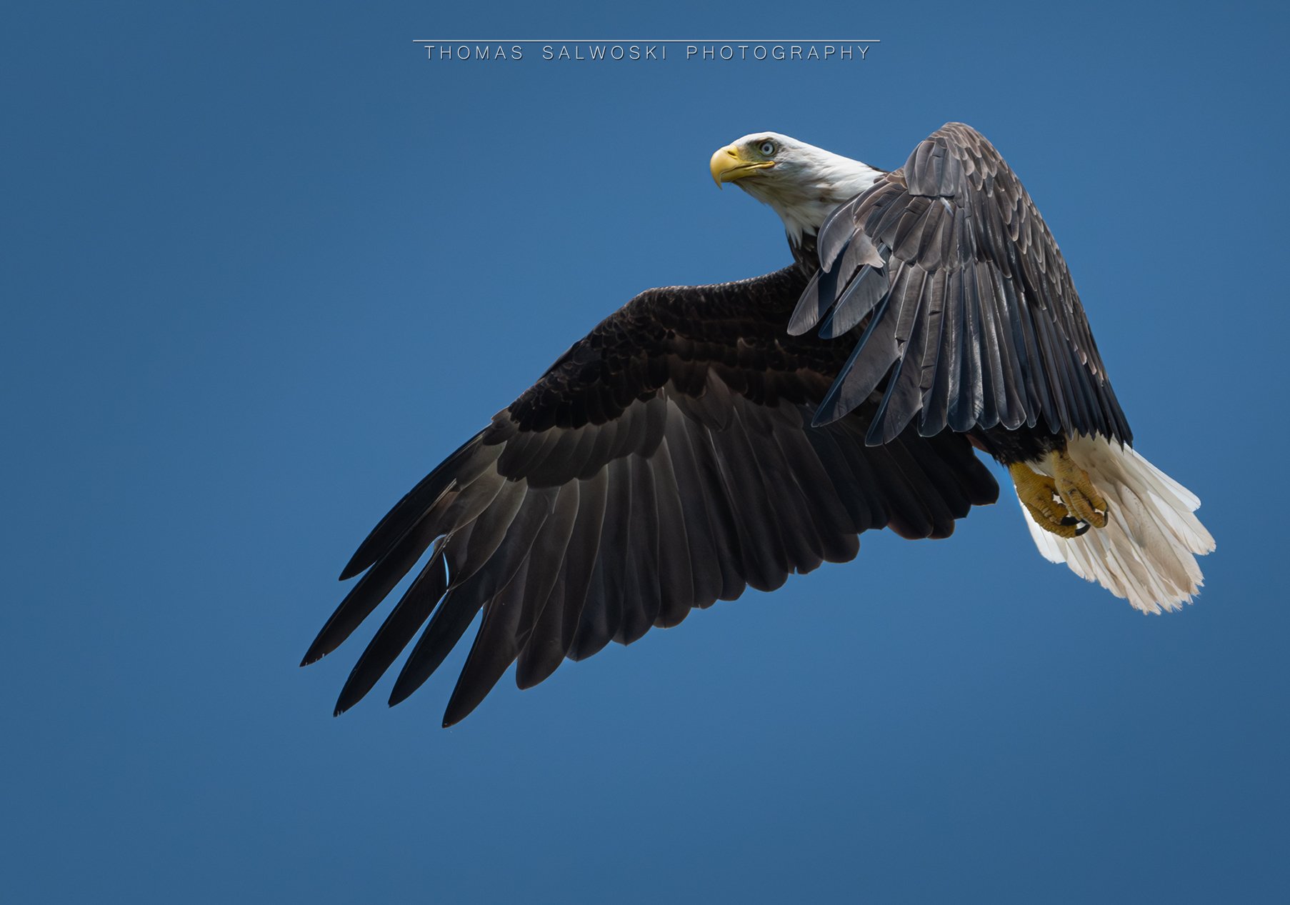 Sky Sovereign: Eagle in Midflight