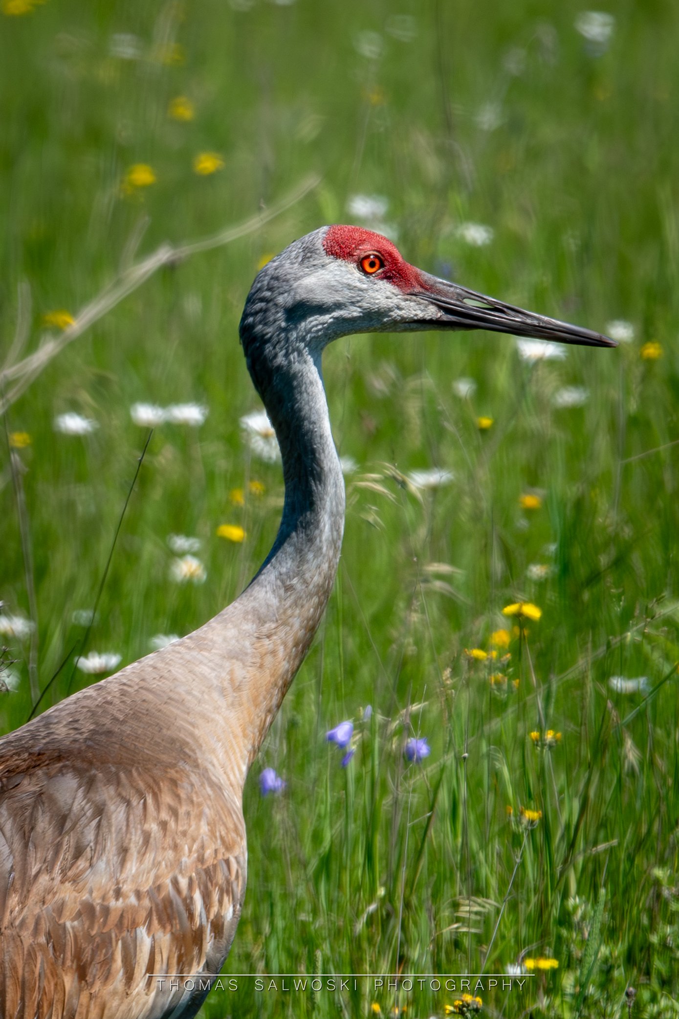 Majestic Gaze: A Crane’s Portrait