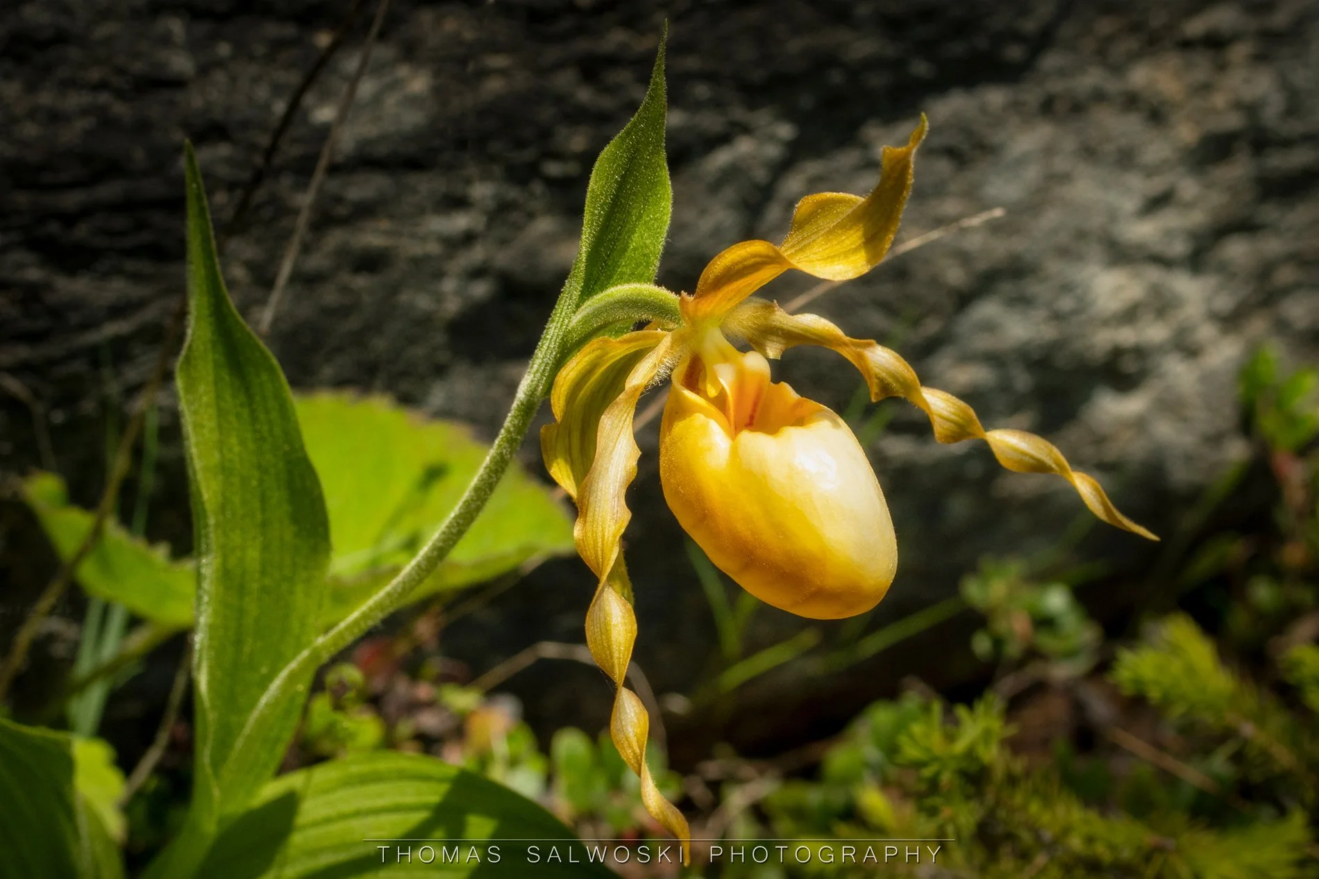 Pitcher Plant A WM.jpg