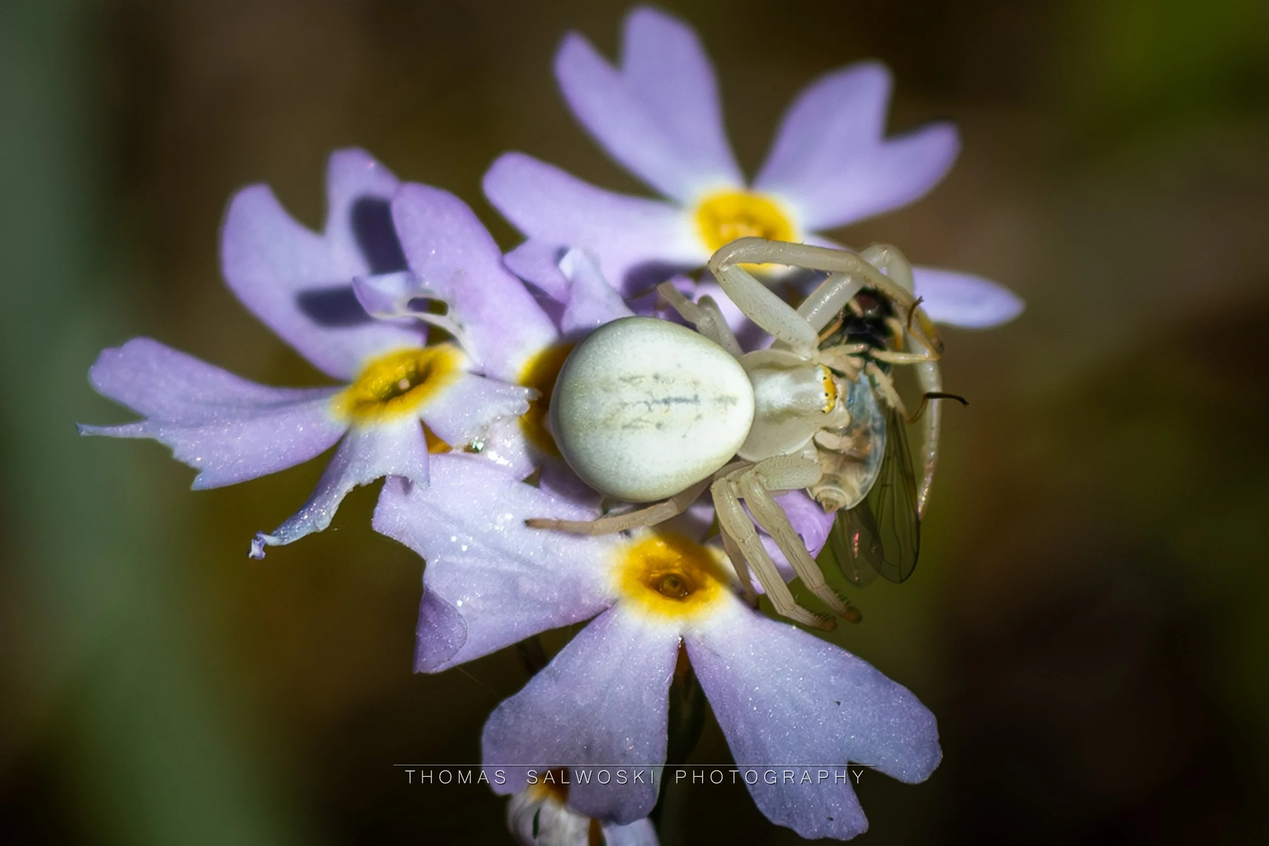Flower Crab Spider A WM.jpg