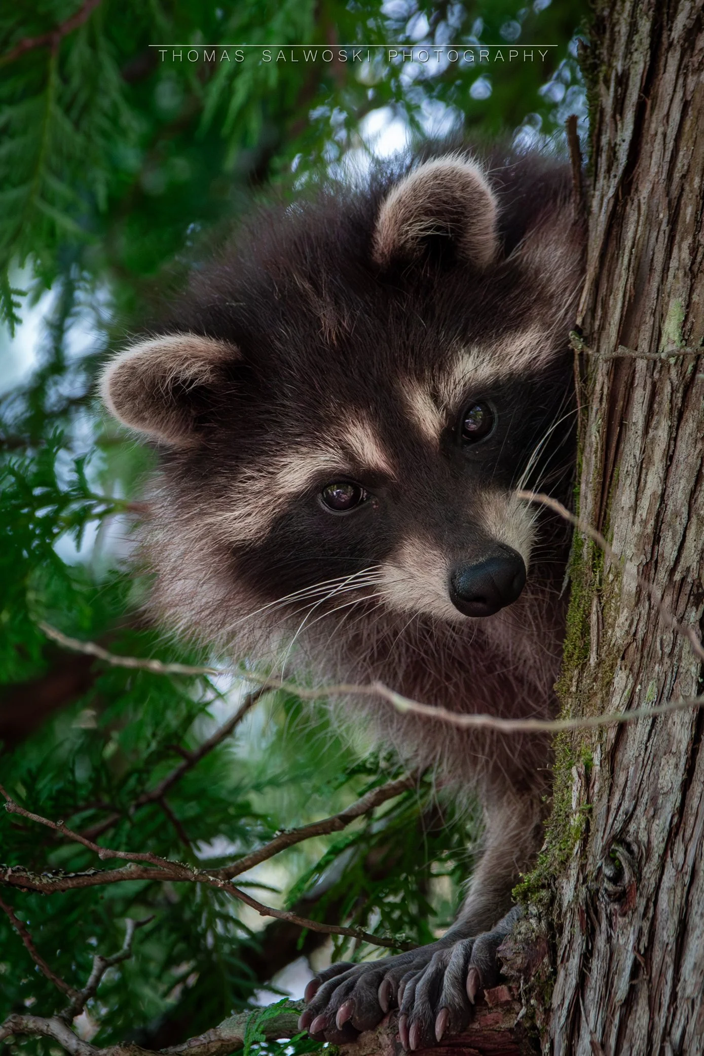 Racoon 7-13-24 WM.jpg