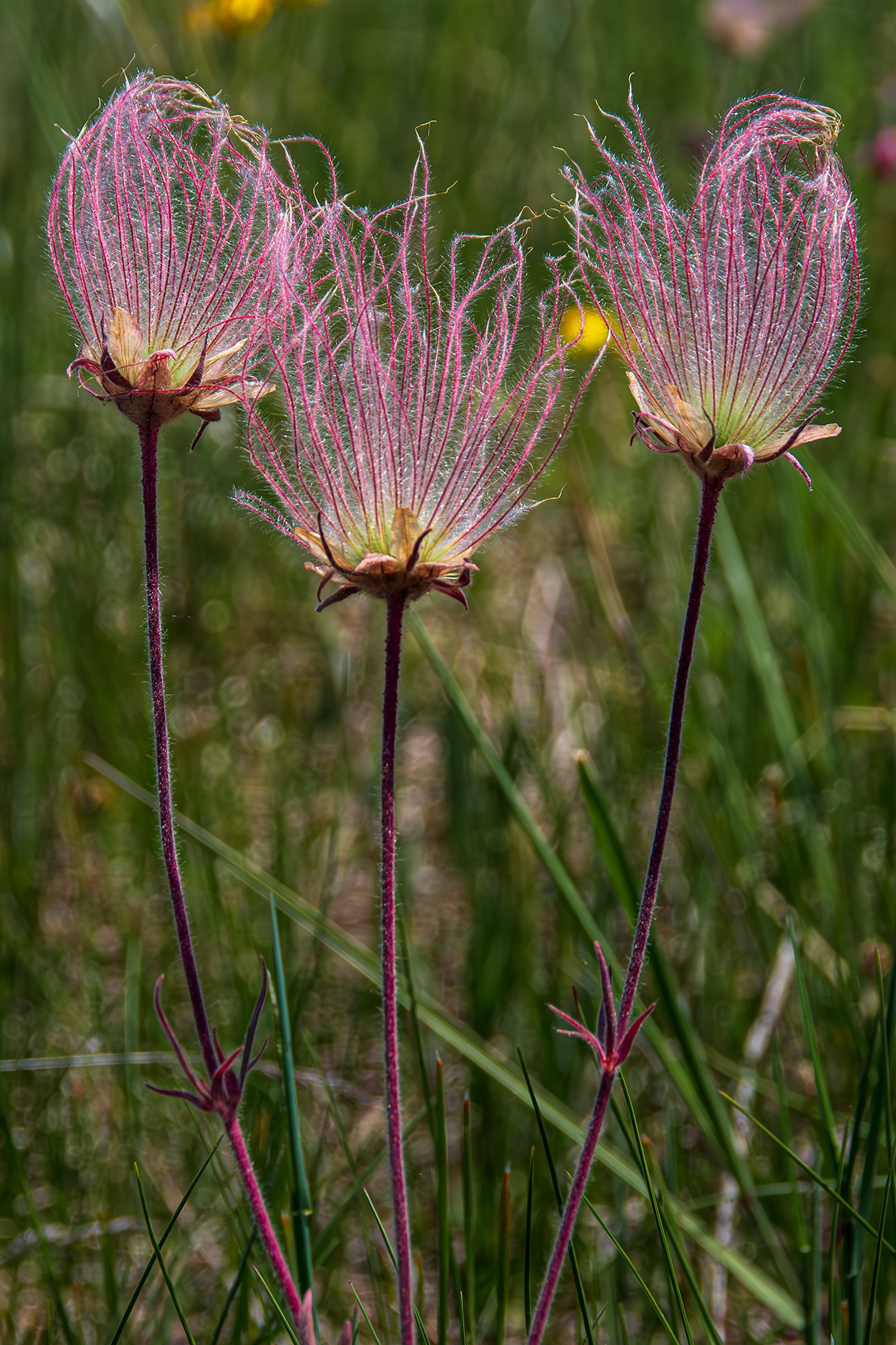 Prairie Smoke 2023.jpg