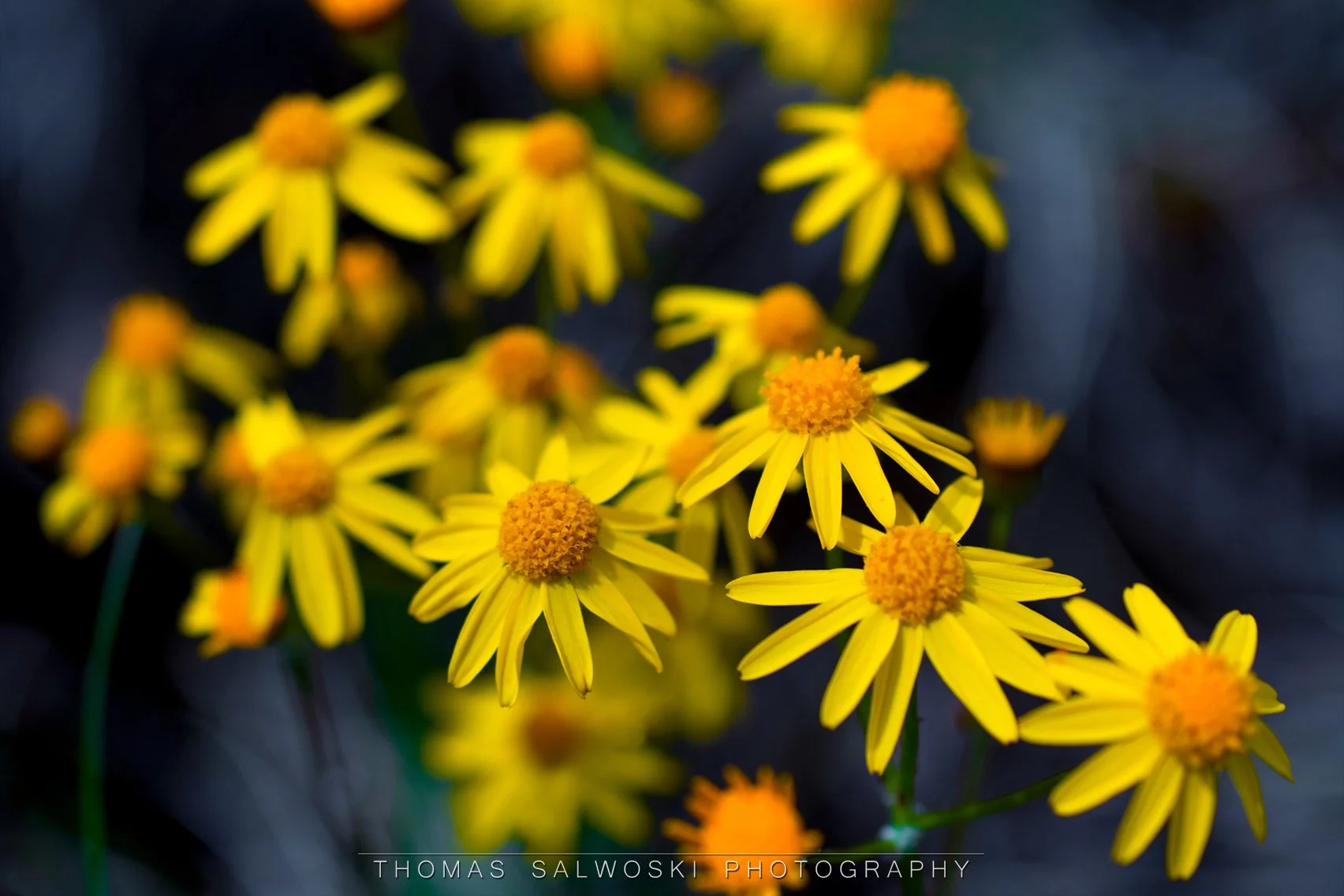 Golden Ragwort WM.jpg