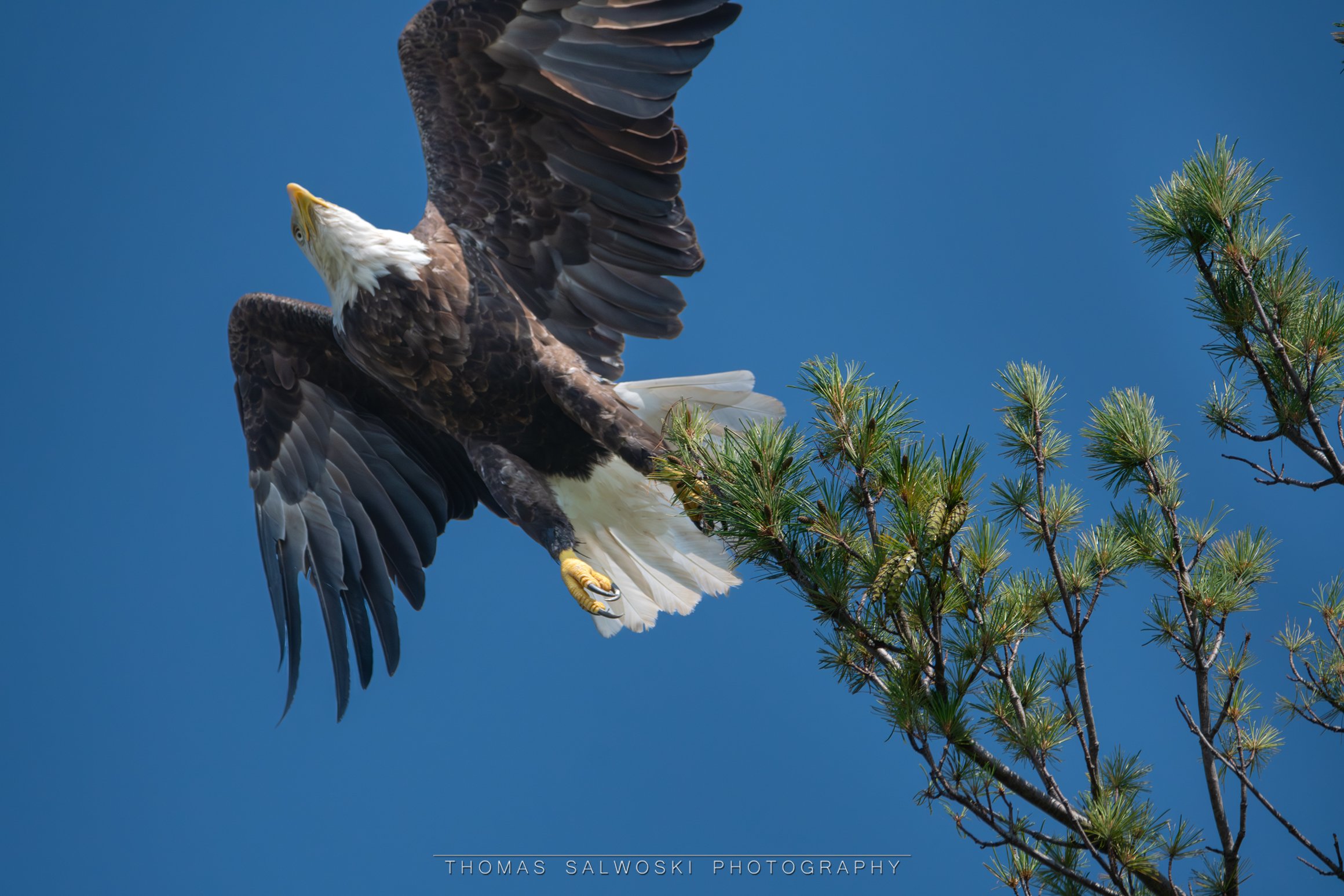 Guardian of the Skies