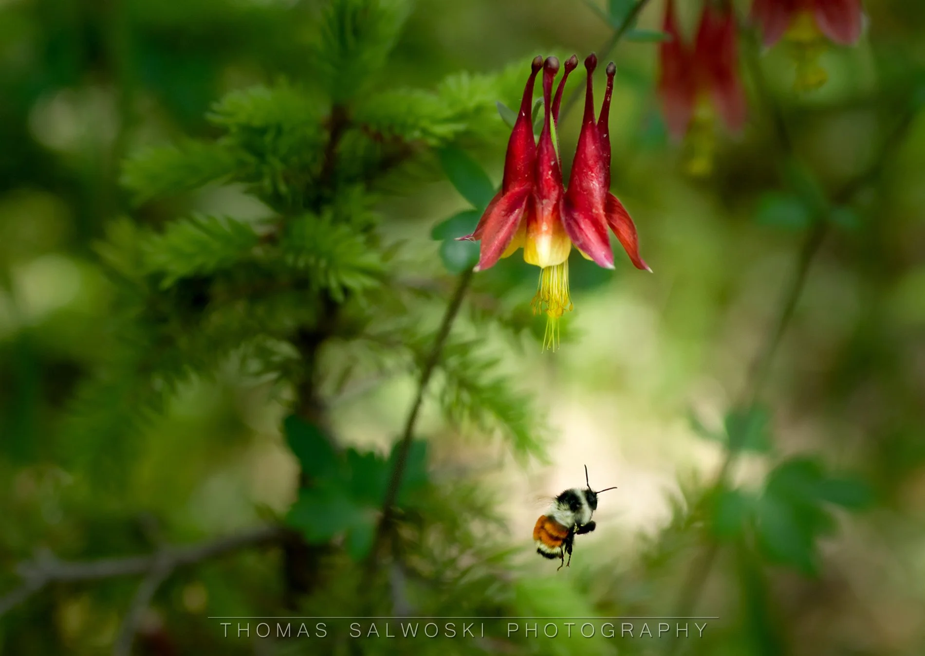 Bumblin' Bee WM.jpg