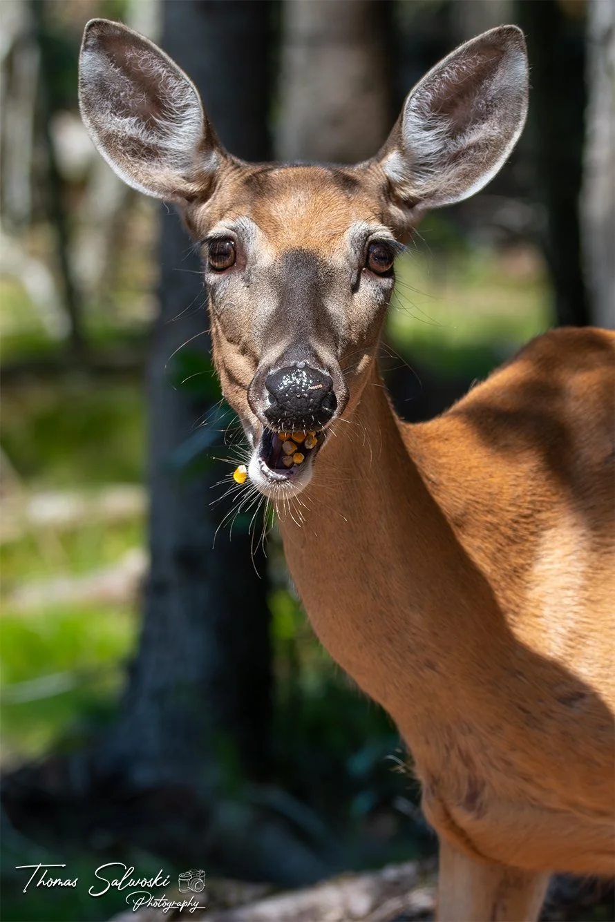 Doe Mouthful WM.jpg