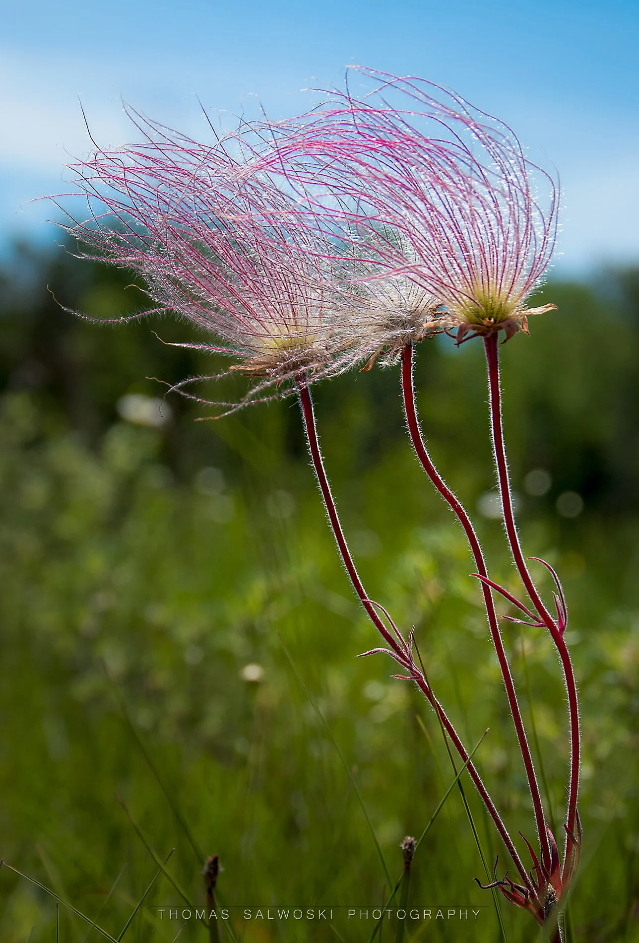 Prairie Smoke WM.jpg