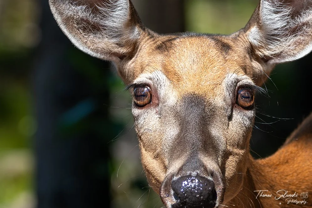 Doe Portrait July-2025 WM.jpg