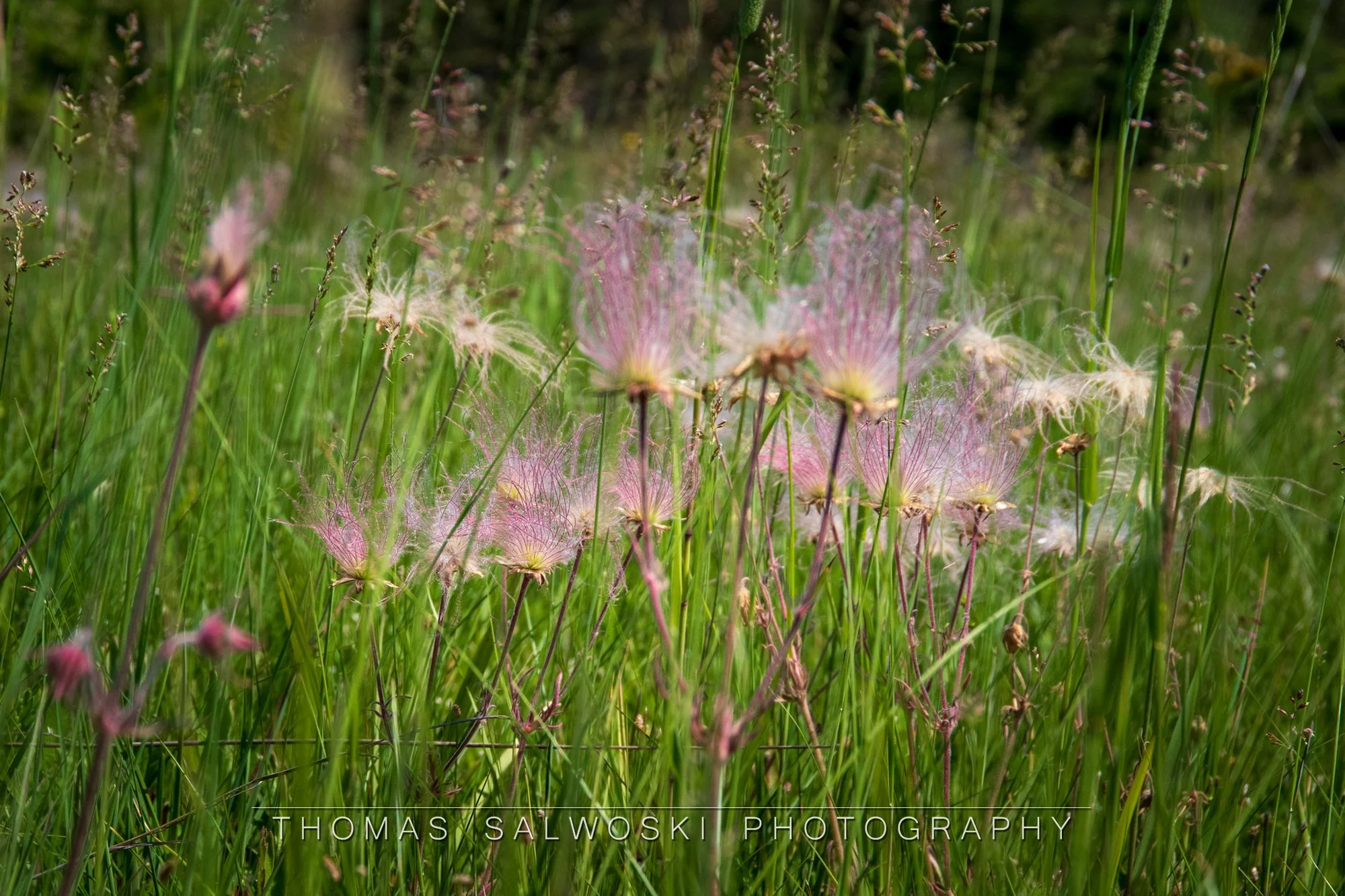 Prairie Smoke June23 A.jpg
