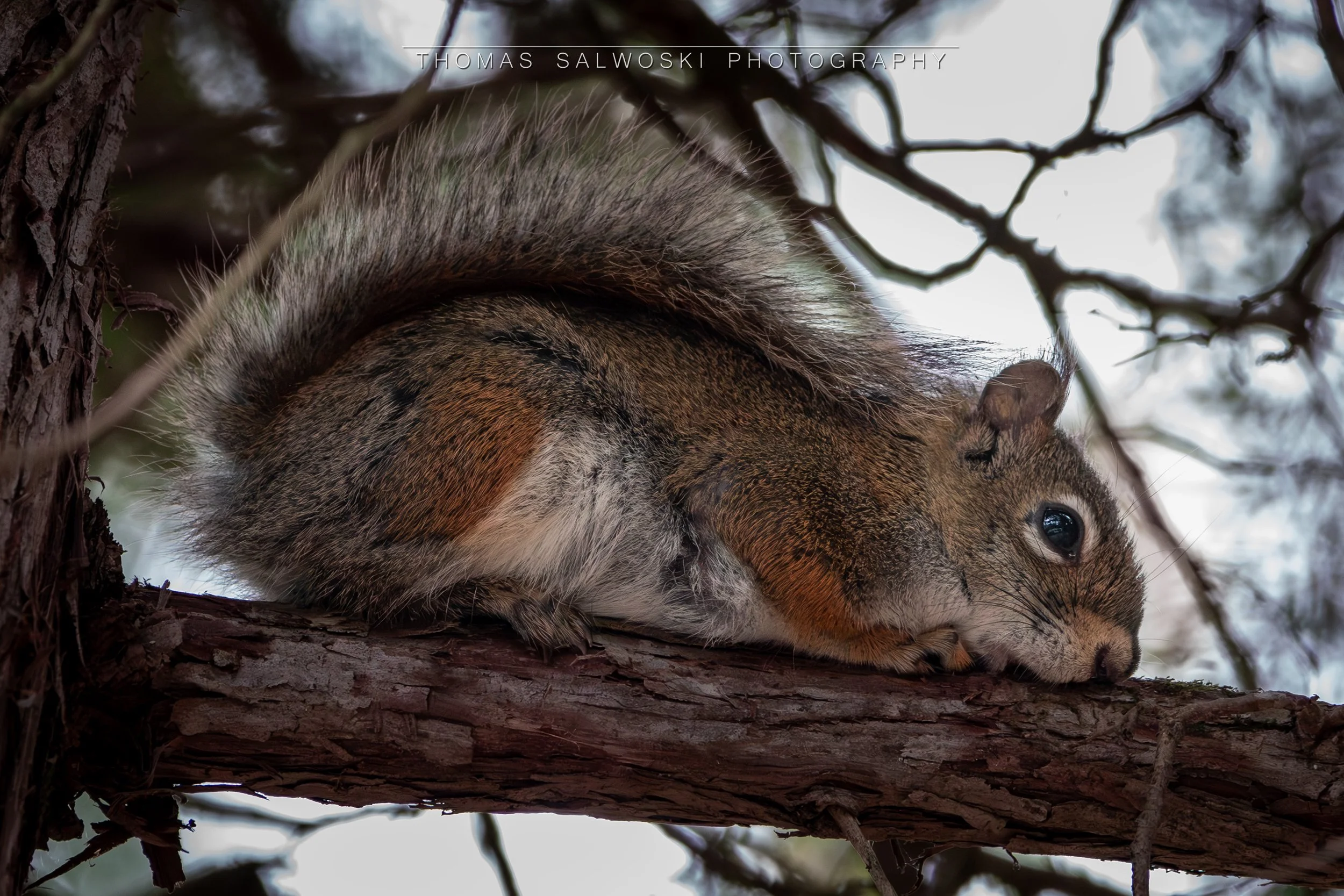 Resting Squirrel 5.22.24 WM.jpg