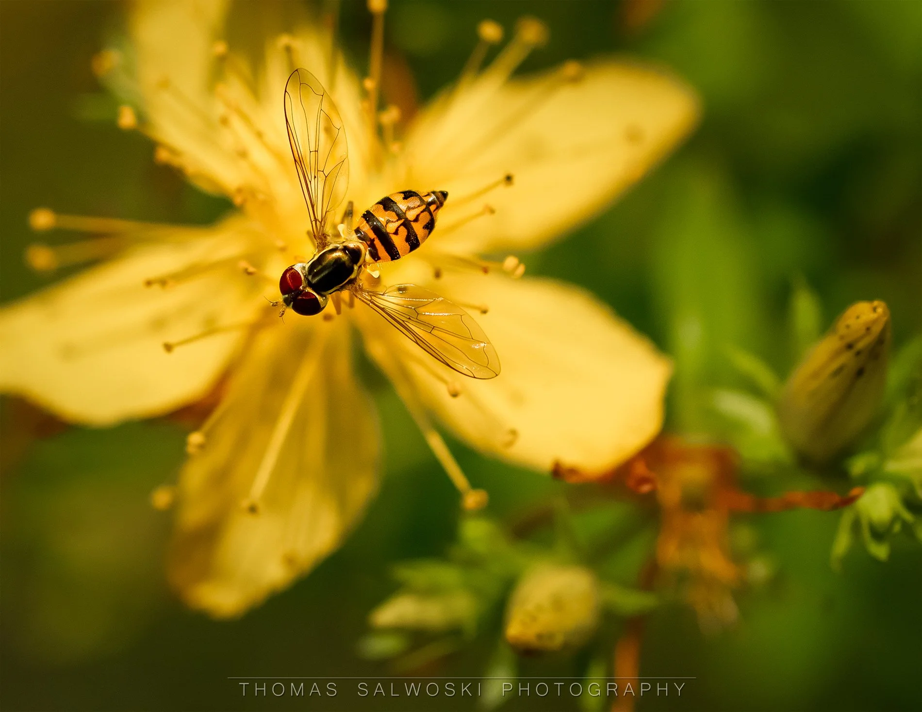Flower Fly WM.jpg