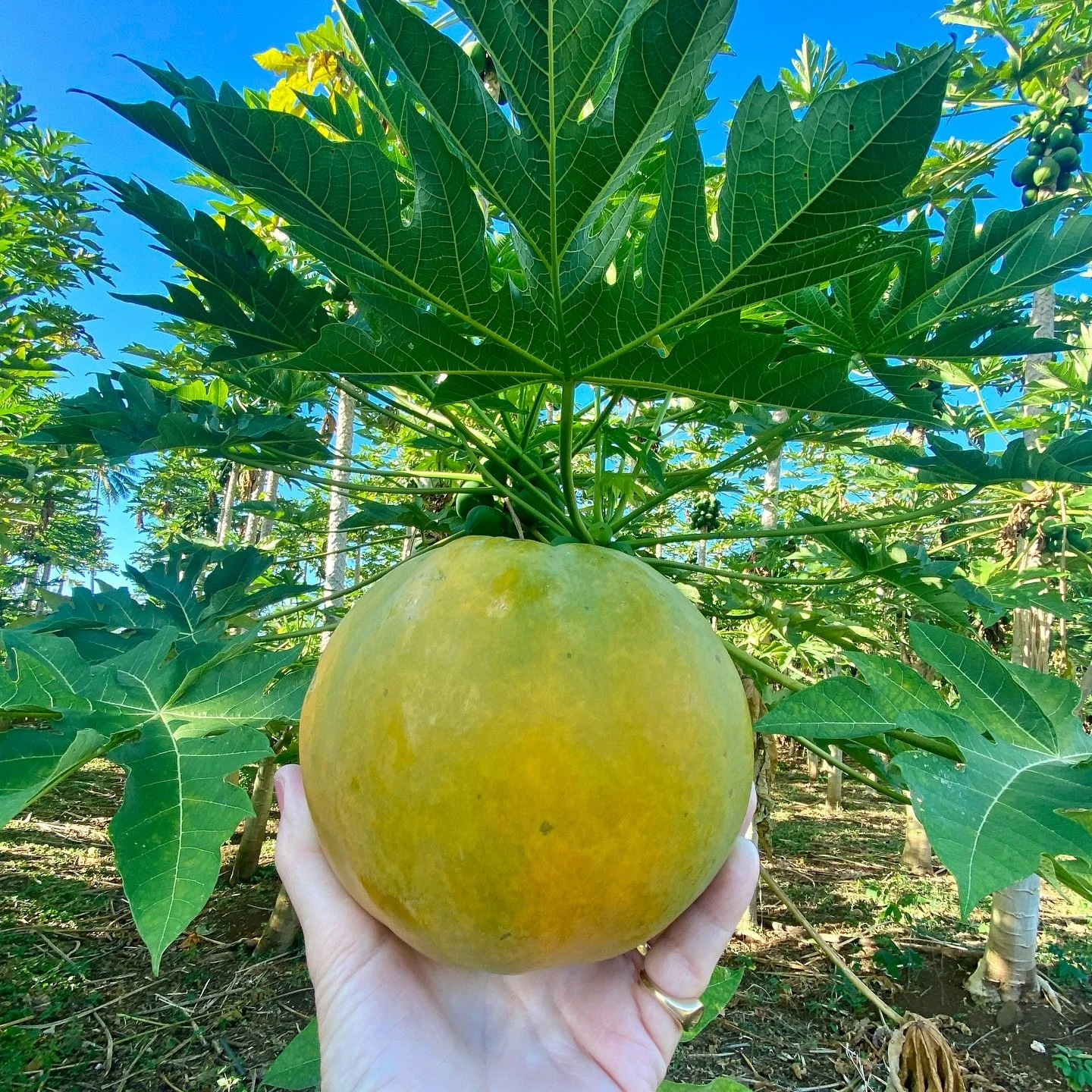 Exciting morning walk surprise! A kind neighbor gifted me a delicious pawpaw while I was out with the dogs. Beyond its amazing taste, pawpaw is packed with incredible health and beauty benefits:

🌿As a medicinal herb, pawpaw leaves have been used tr
