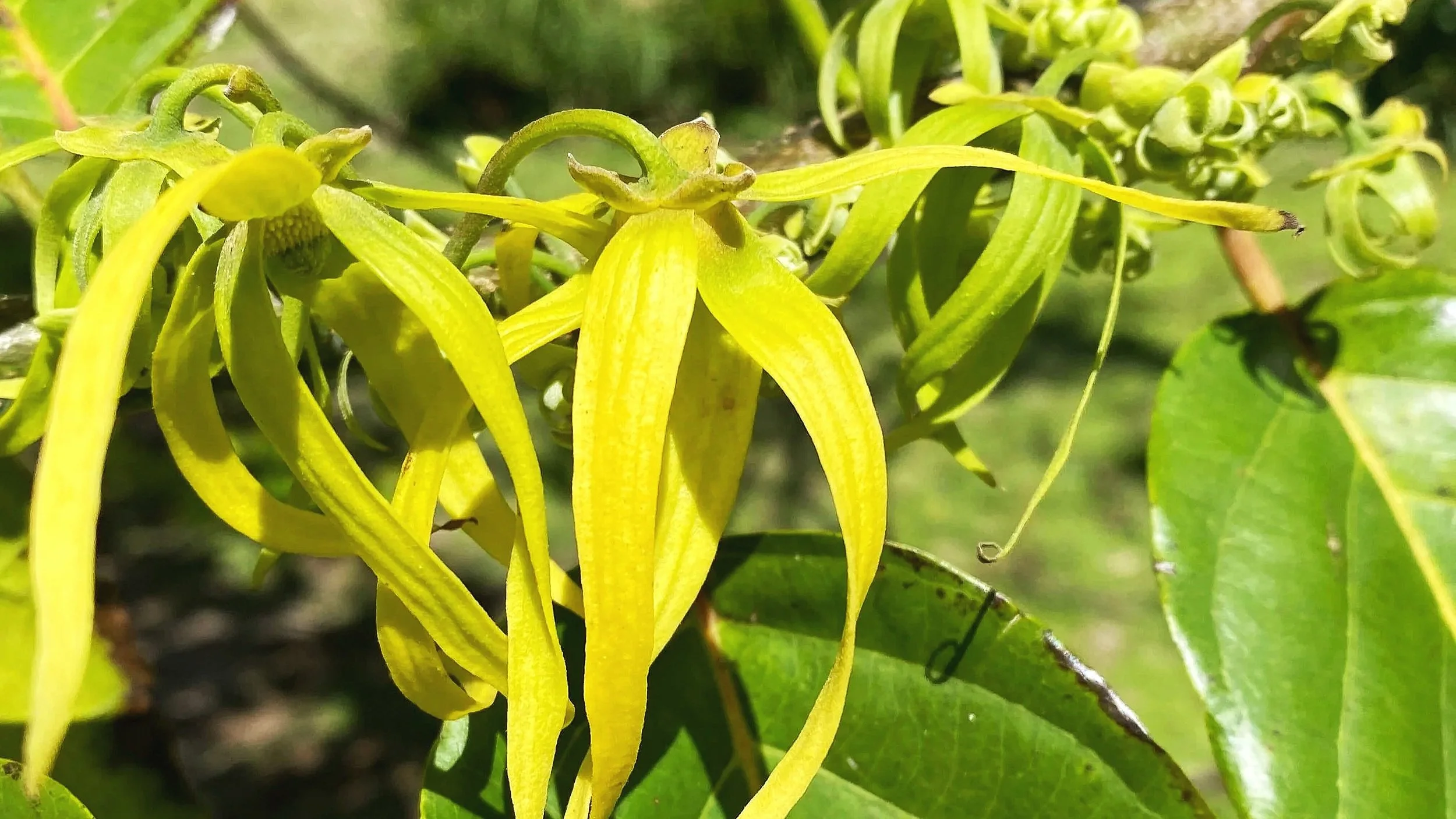 Ylang Ylang: the 'Flower of Flowers' that calms mind, body &amp; spirit