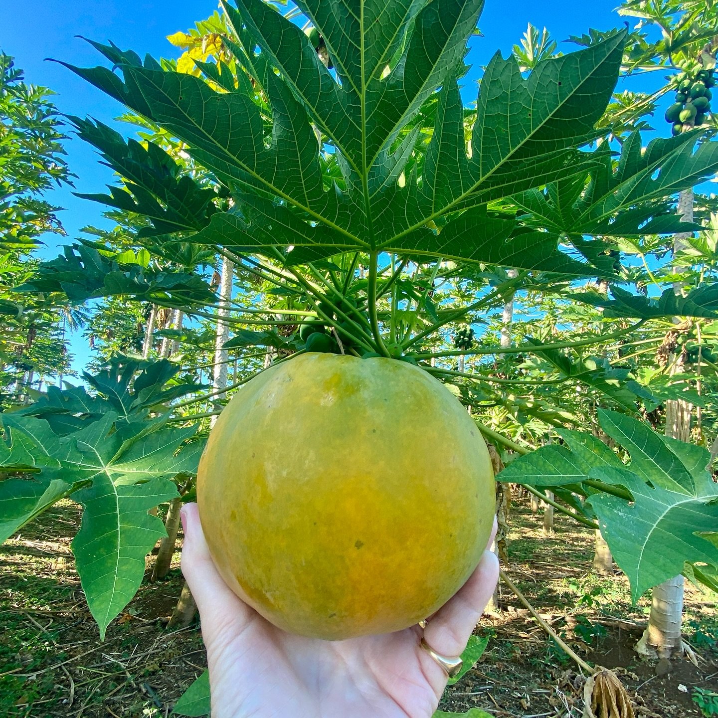 Exciting morning walk surprise! A kind neighbor gifted me a delicious pawpaw while I was out with the dogs. Beyond its amazing taste, pawpaw is packed with incredible health and beauty benefits:

🌿As a medicinal herb, pawpaw leaves have been used tr