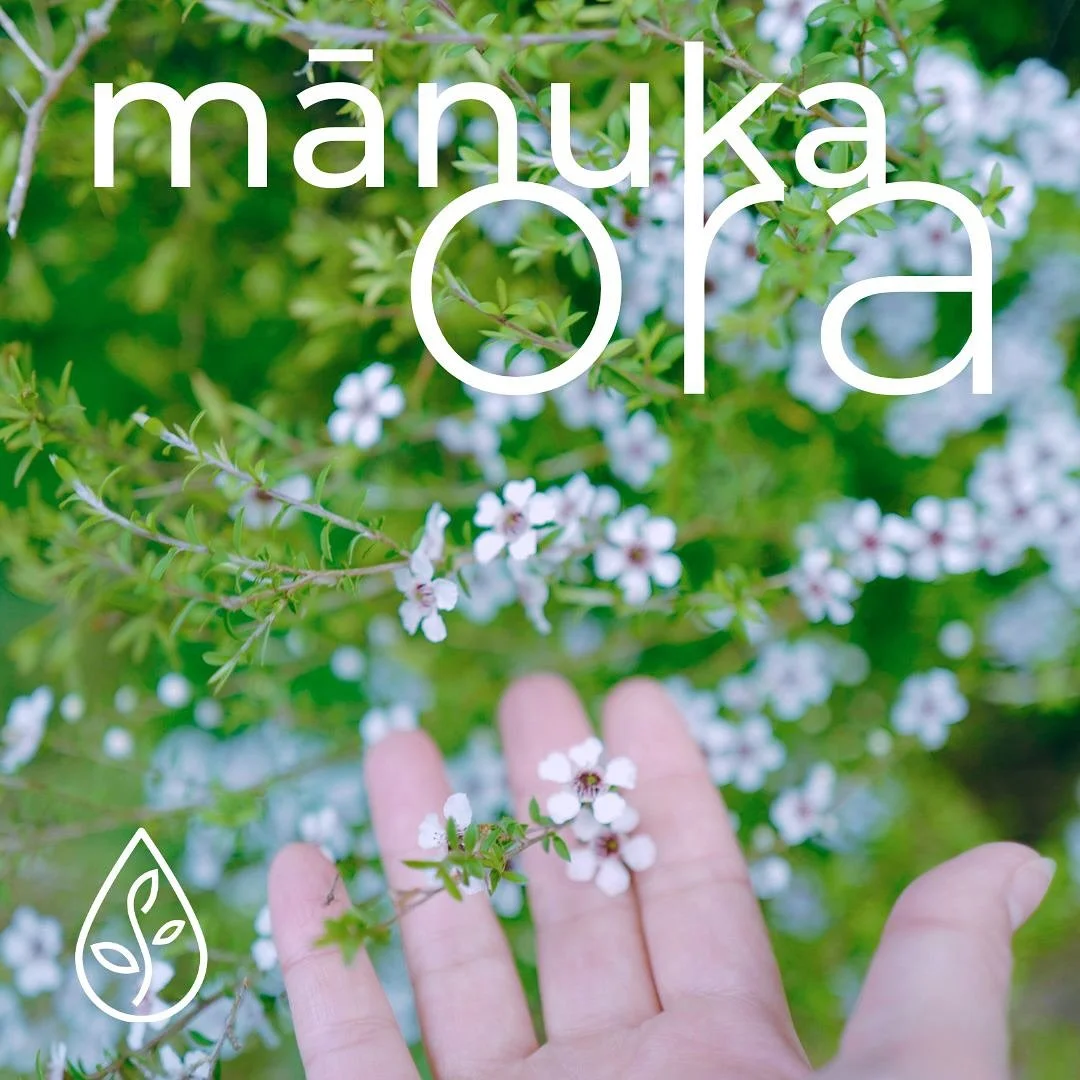 Mānuka/kahikātoa, used traditionally in Maori medicine, has very similar properties to that of its Australian cousin Tea tree and shares many of the healing benefits.

Mānuka is common throughout the North, South and Stewart Islands, butcuriously,  i