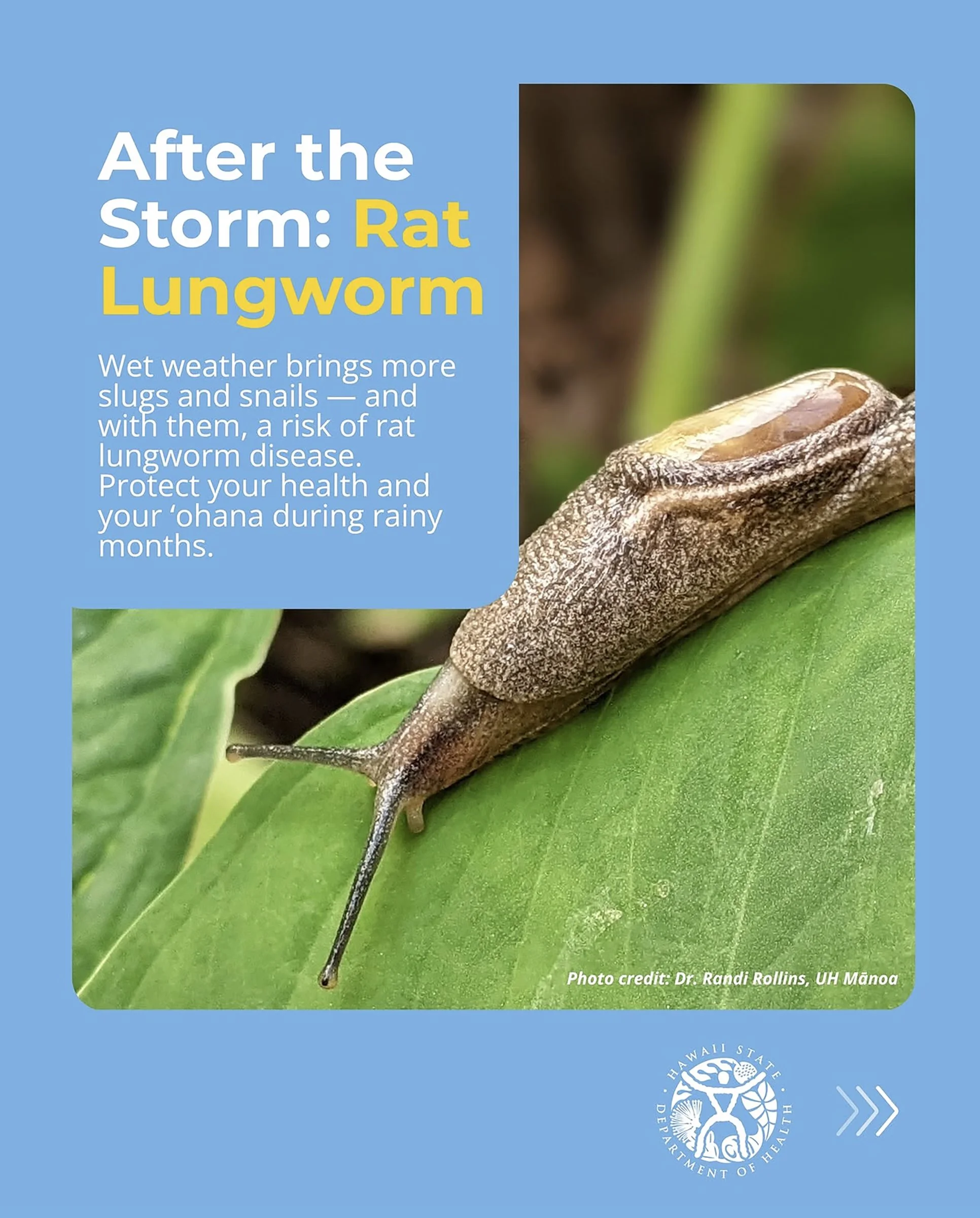 03292026_Rat Lung PSA 1.jpg