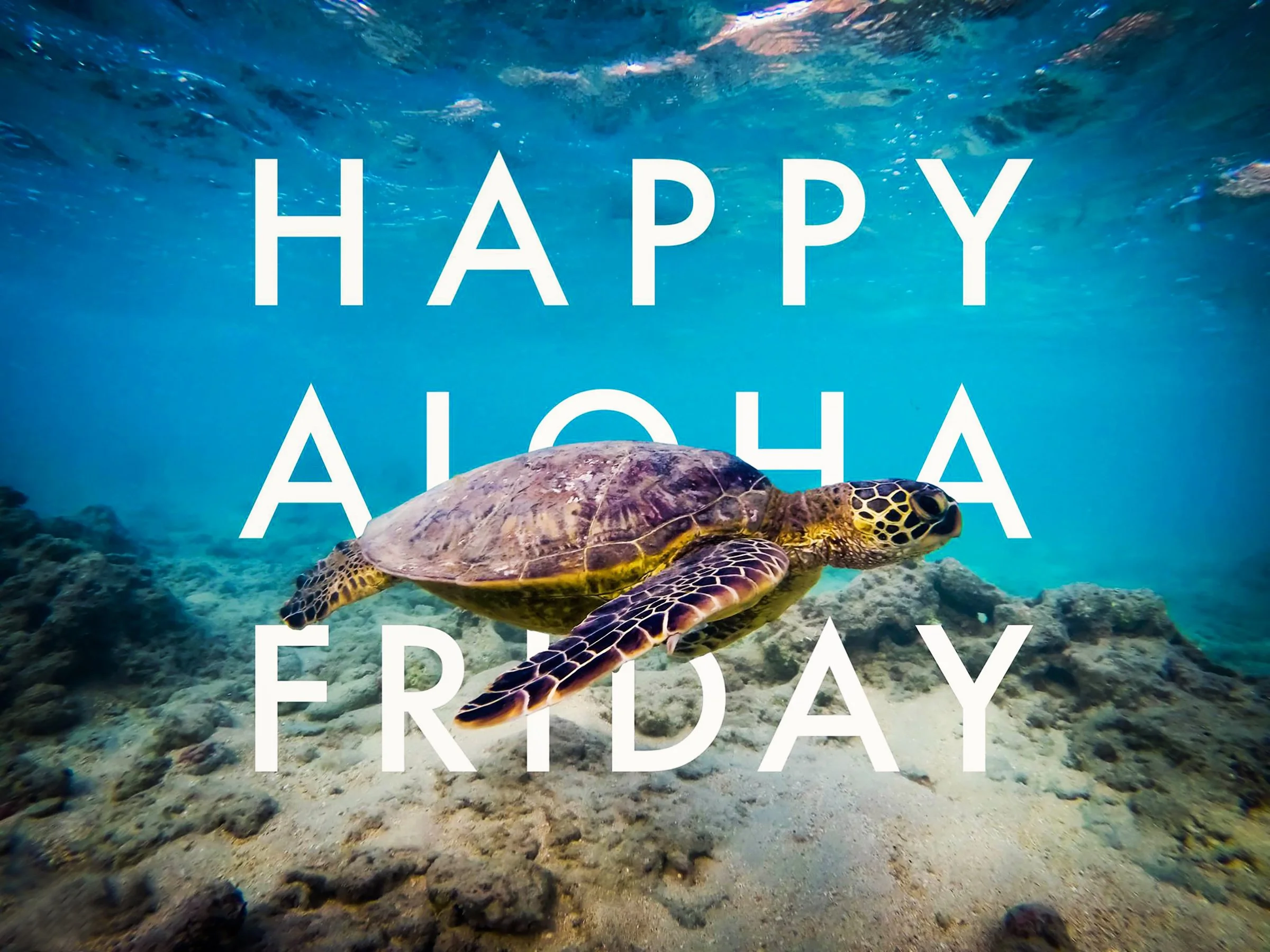 Aloha Friday