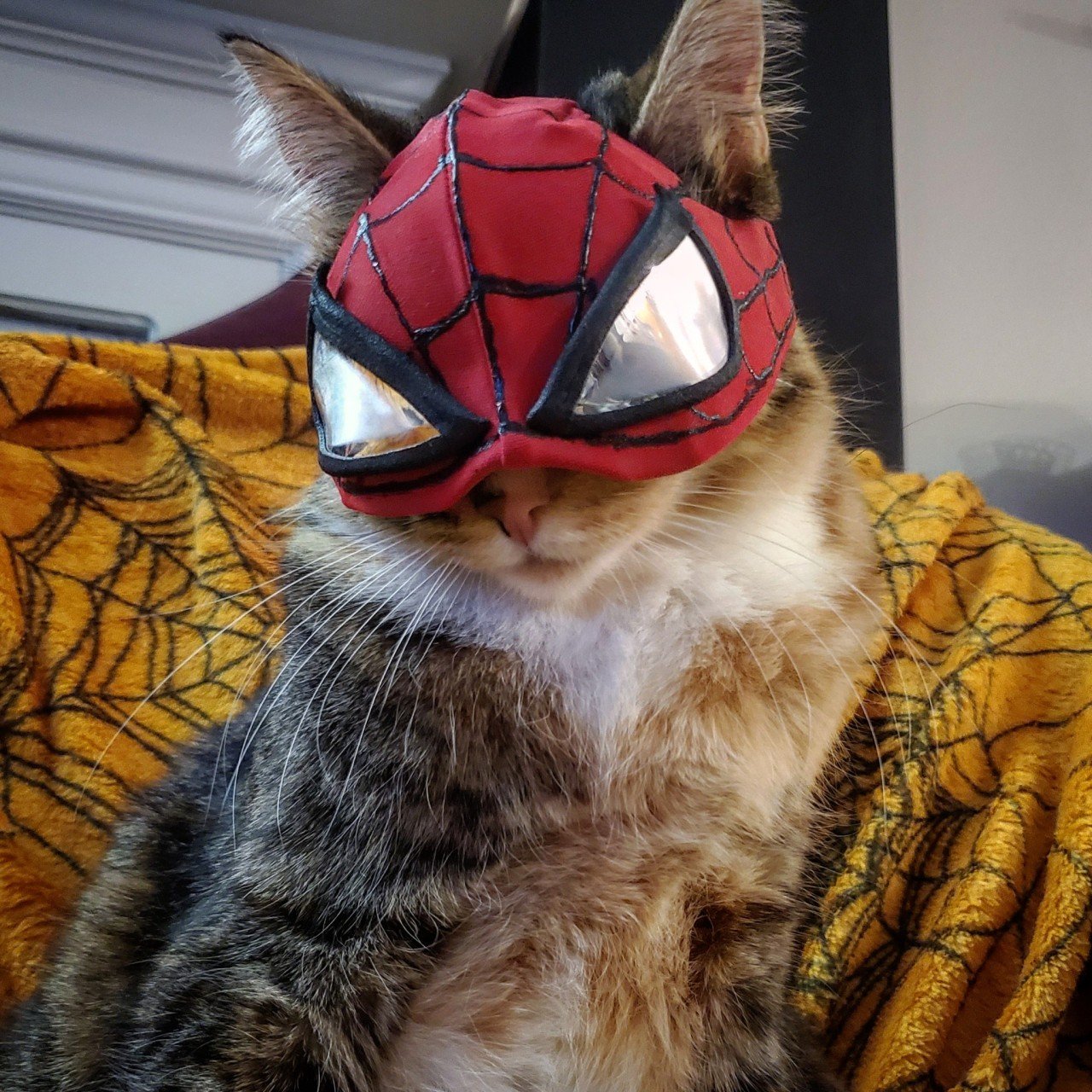 Spider Cat.jpg