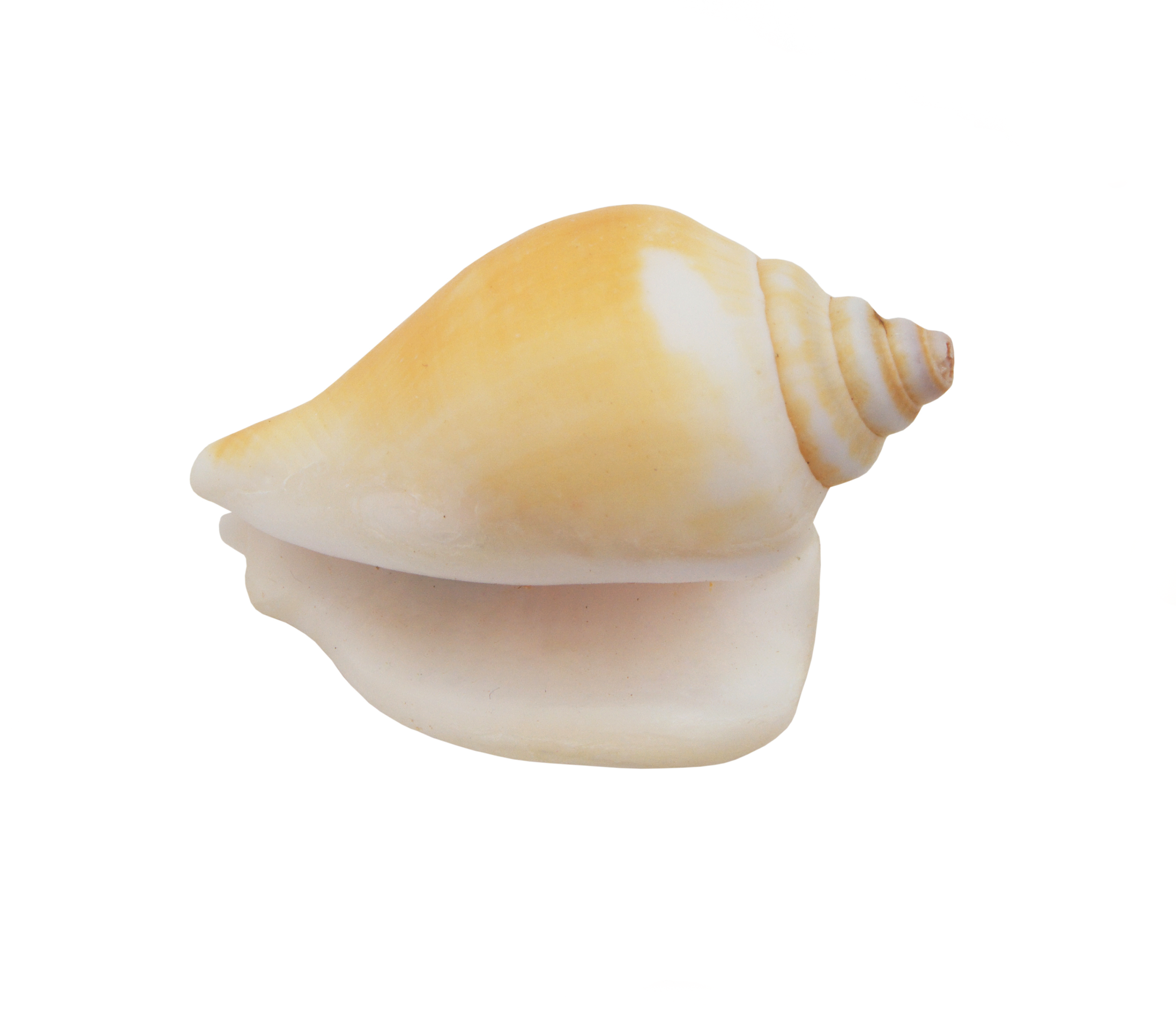 shutterstock_1536292946_0000_Layer-1.png