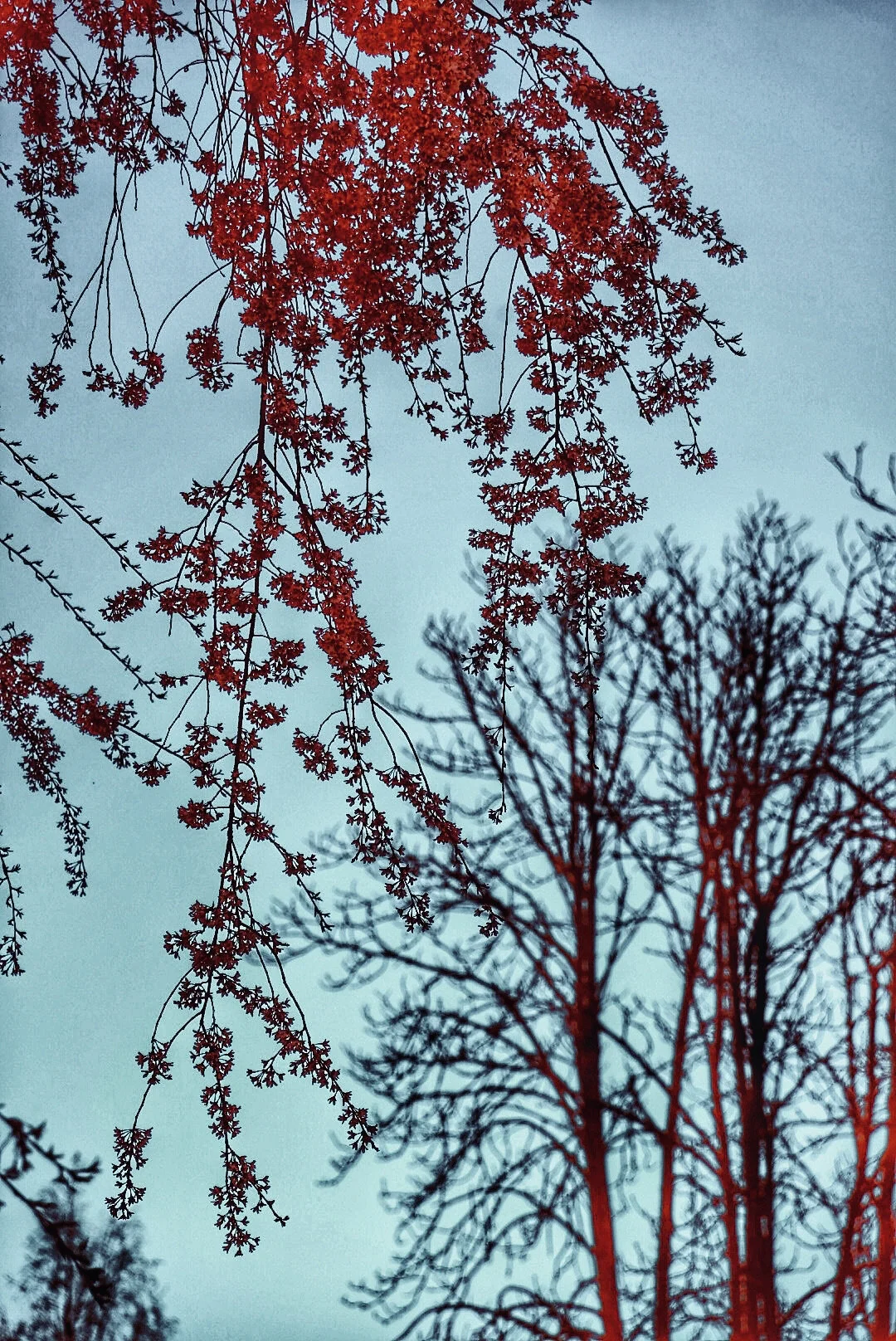 My head and heart are still hiking the red rocks of Sedona. The blossoming pink and white trees are helping to bring my head and heart back home. 040821