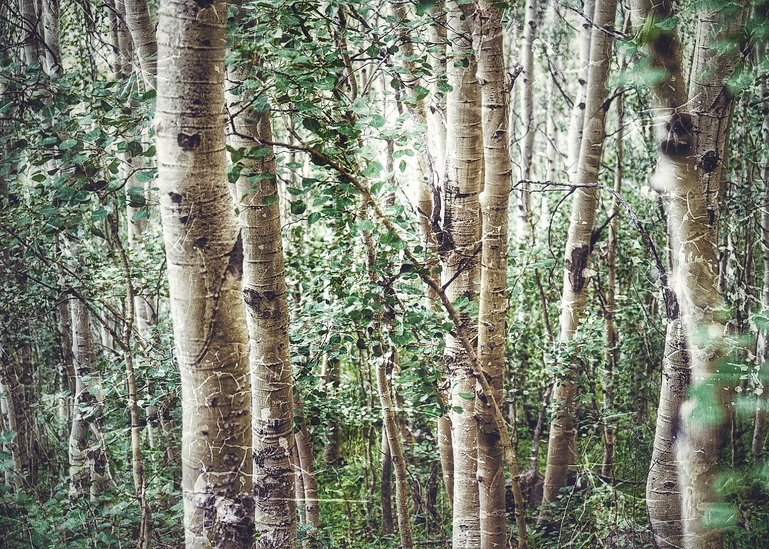 647D0642-E508-42B6-9F3E-EDC1B0E73B4A.jpeg