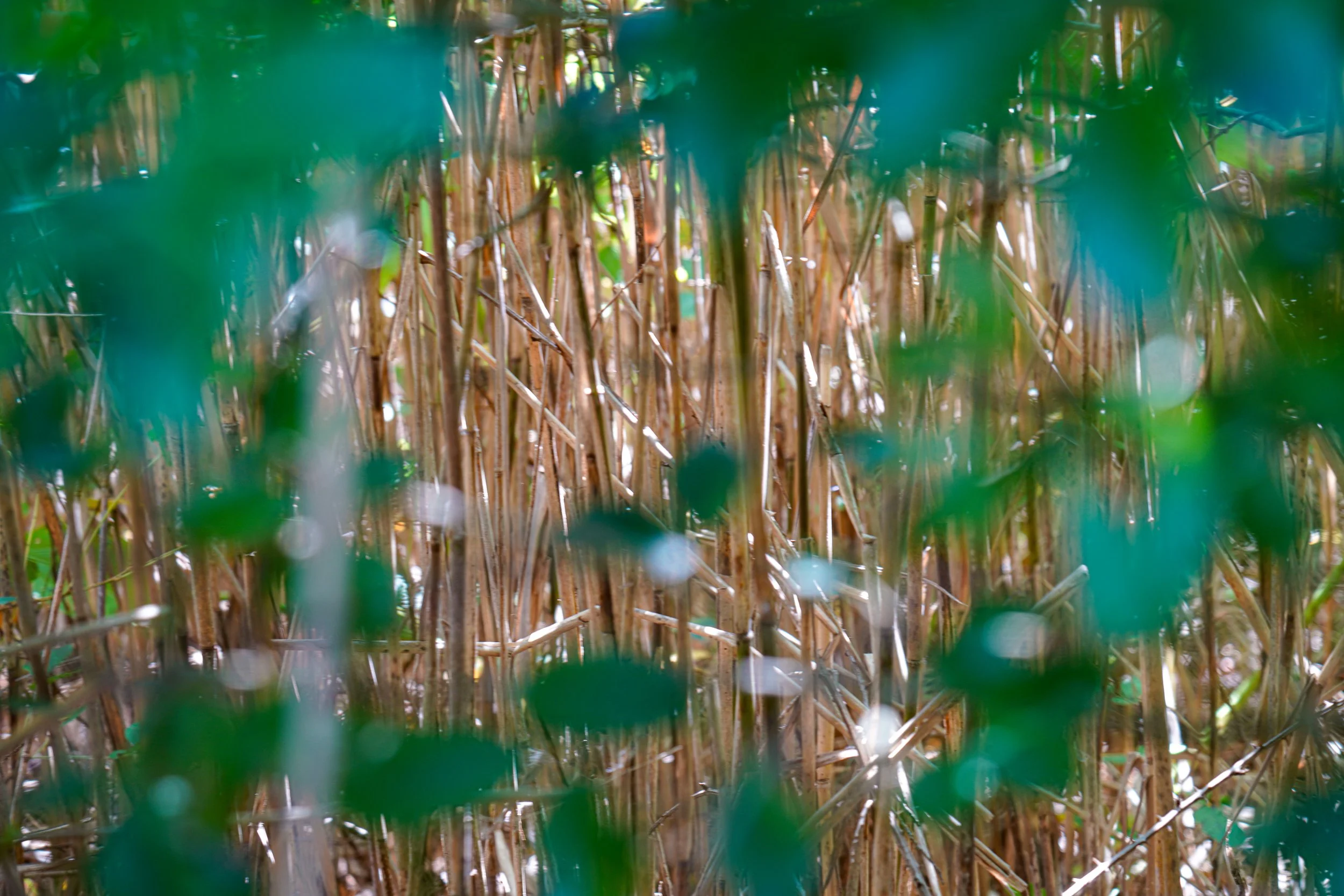 650DC8D3-F50B-4C40-807C-B75280D0E7CE.jpeg