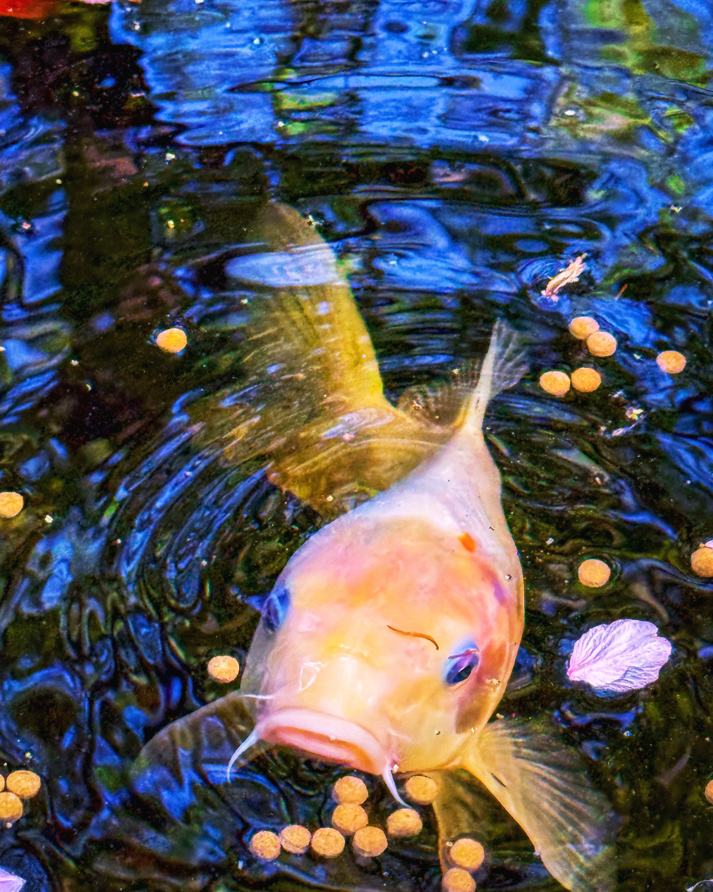 D4708D2C-EF09-496E-88E6-AE990AB24C20.jpeg