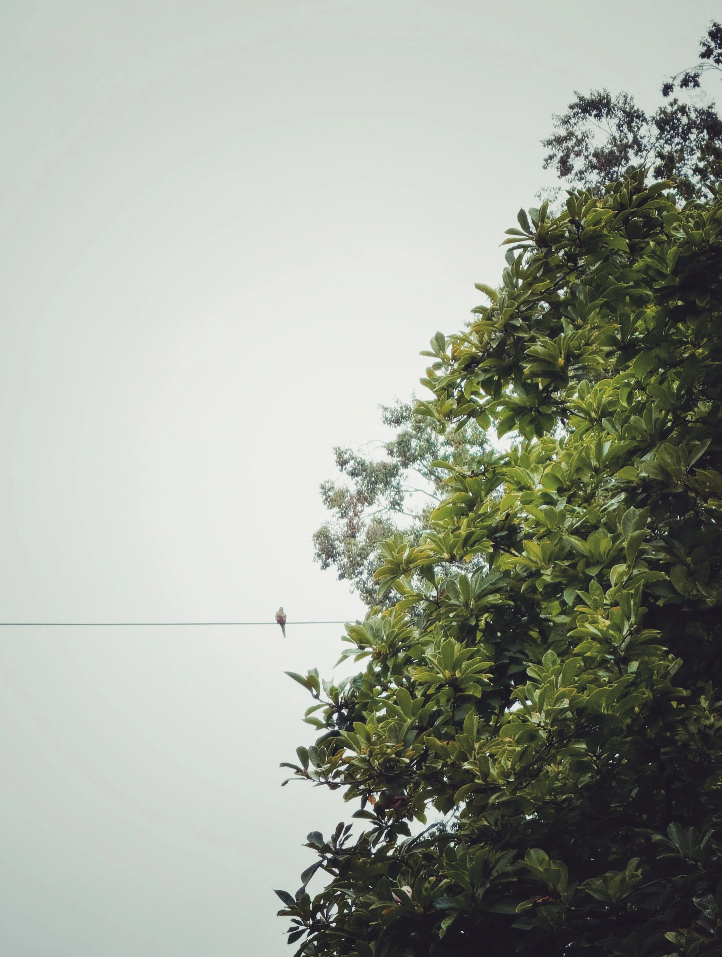 017B983B-271A-4264-93FA-575A98A831A5.jpeg