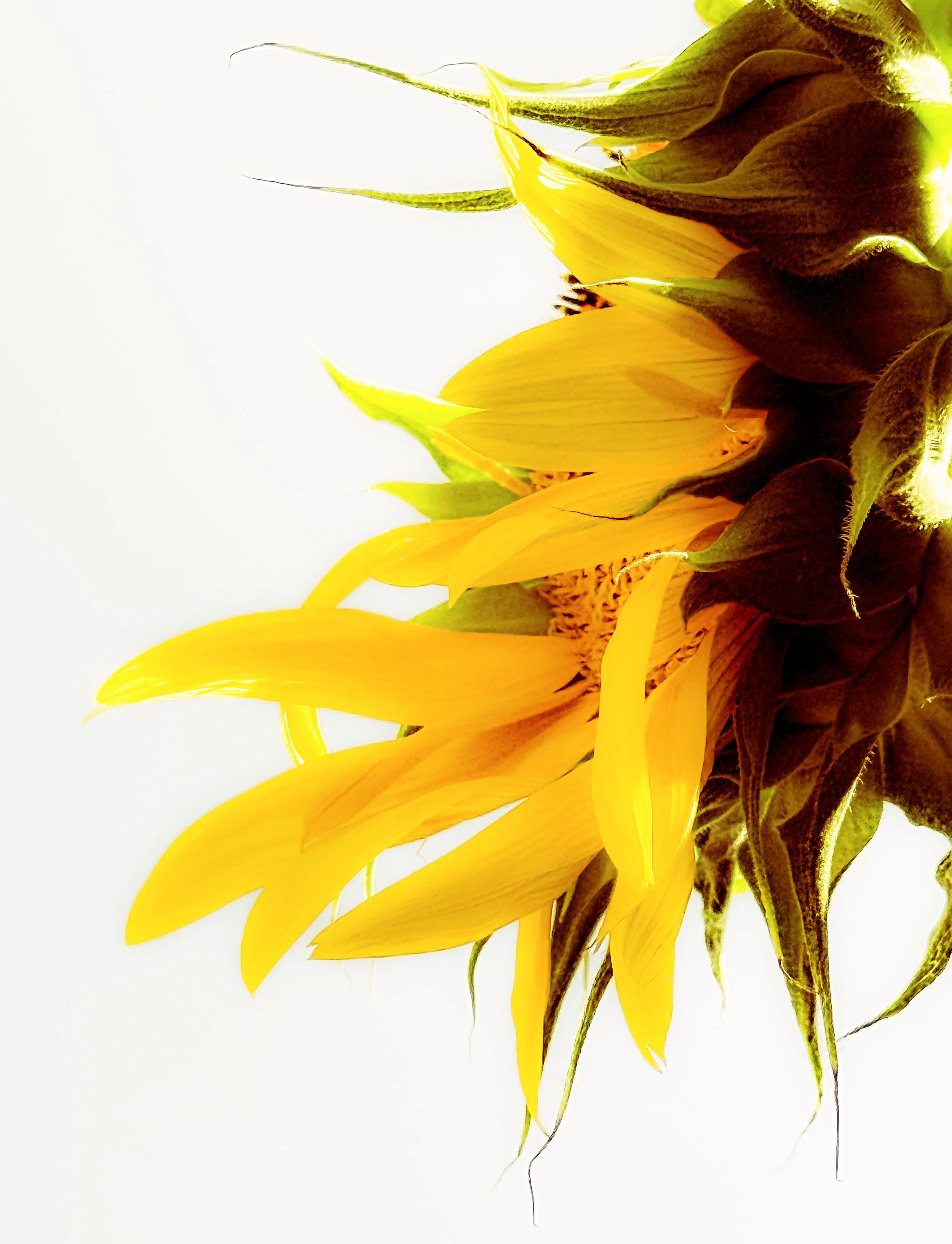 8BF83891-41BB-4672-AB7D-D8564AB55DB4.jpeg